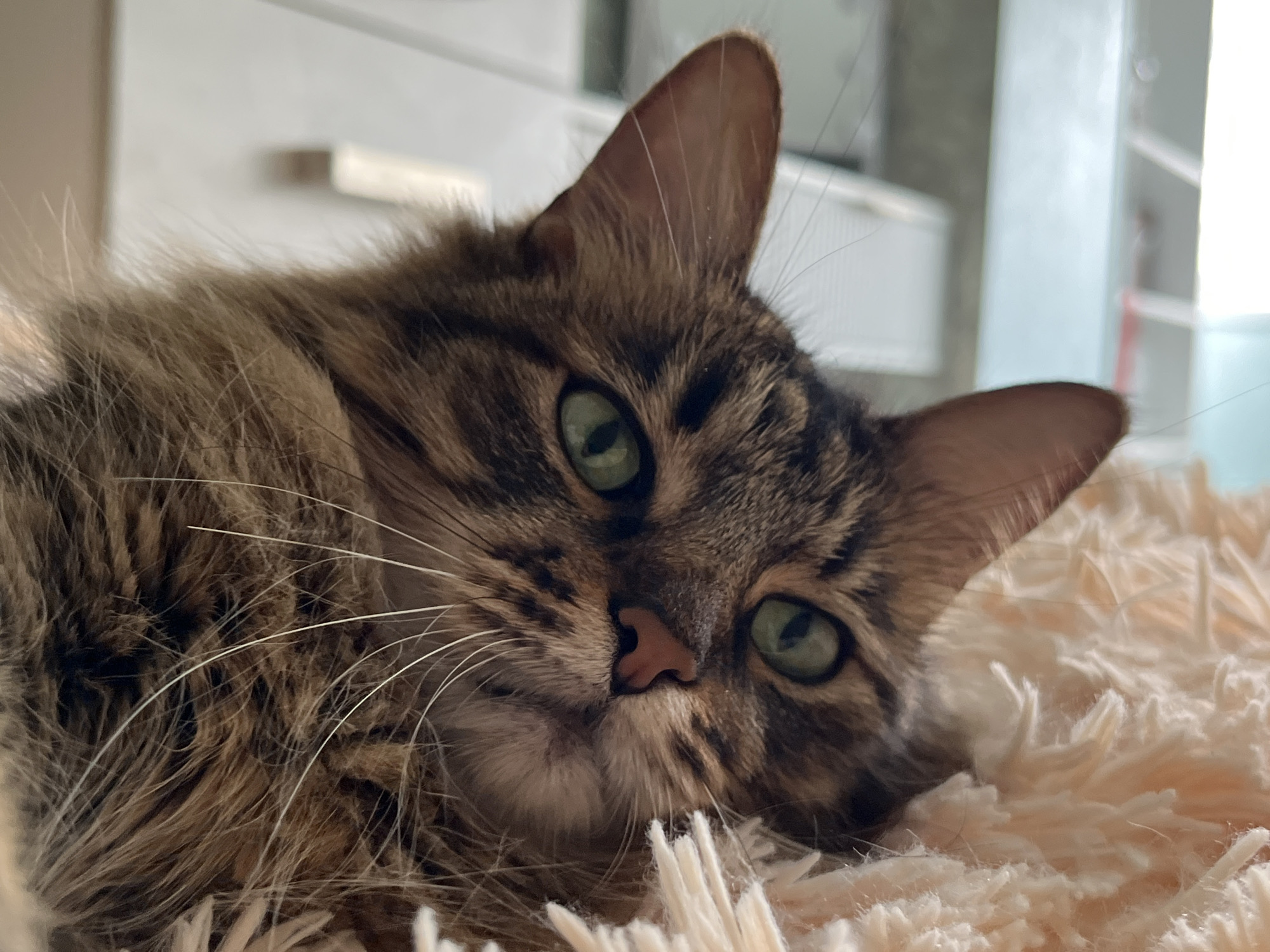 A close-up shot shows the face of a tabby cat with green eyes. The cat is lying down on a fluffy, cream-colored blanket, its body partially obscured. The background is blurred, but appears to be an indoor setting with light-colored walls and some furniture, suggesting a domestic environment. The cat's fur is a mix of brown and black stripes, and its whiskers are long and white. The cat's gaze is directed towards the viewer, and its expression is relaxed, conveying a sense of calm. The lighting in the image is soft, possibly indicating it was taken during the daytime indoors.