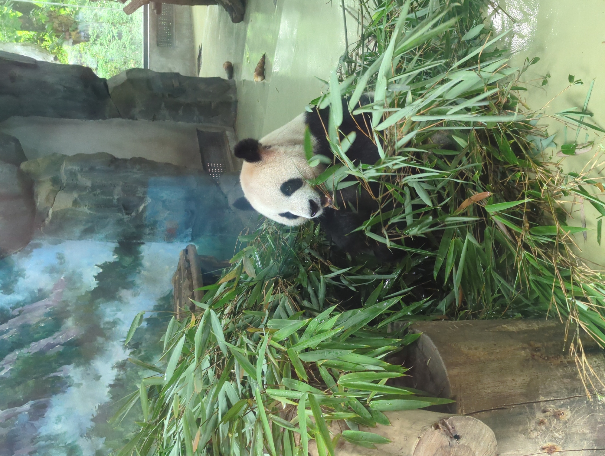 A giant panda sits amongst a dense pile of bamboo stalks in a zoo enclosure. The panda's face is visible, with its characteristic black eye patches and ears standing out against its white fur. Its mouth is open, suggesting it is eating. The enclosure has a backdrop painted to resemble a misty mountain landscape, with grey rock formations. The floor of the enclosure is a light green, wet surface, with a few brown objects, possibly rocks or dried bamboo, scattered on it. To the left of the panda, a large, rough-hewn wooden log is visible, partially covered by bamboo leaves. Outside the enclosure, through a glass barrier, lush green foliage can be seen, indicating an outdoor or naturalistic setting. The overall scene depicts a giant panda in its habitat, likely at the Chengdu Research Base of Giant Panda Breeding, located in Chenghua District, China.