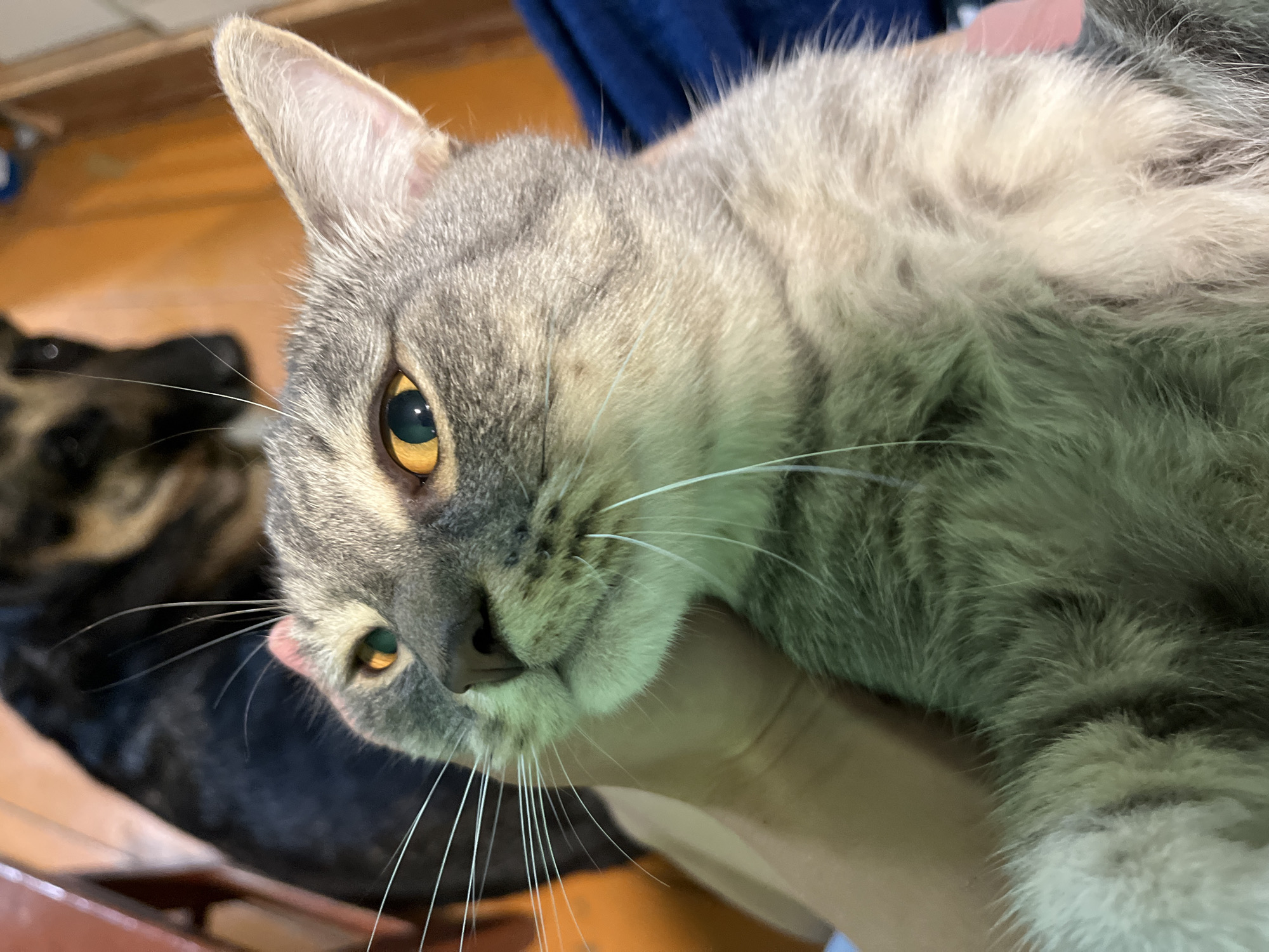 A close-up shot of a gray tabby cat being held. The cat has amber eyes, white whiskers, and light gray fur. In the background, a dark-colored dog is partially visible. A wooden floor is also visible. The scene is indoors. No indication of Nizhny Tagil is present in the image.