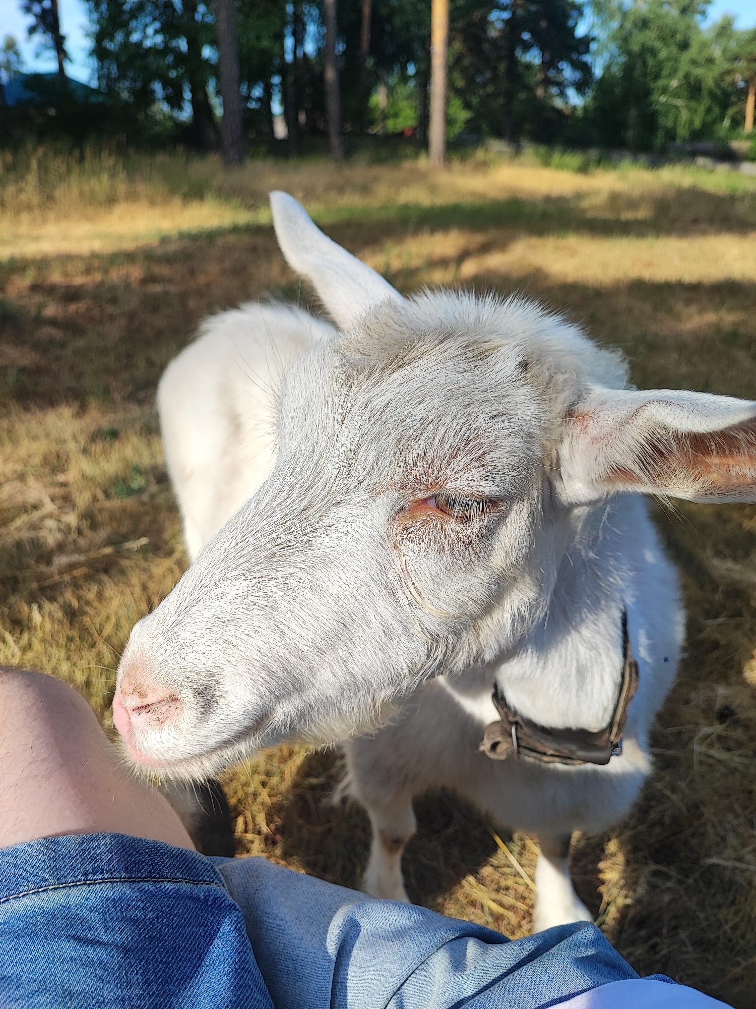 In Соколово, Russia, a white goat stands in a dry, grassy field. The goat's head is turned towards the viewer, with its right eye clearly visible and amber-colored. A portion of a person's leg, clad in blue denim jeans, is in the foreground, indicating an interaction between the person and the goat. The background consists of trees and a bright sky, suggesting an outdoor setting. The goat is wearing a dark-colored collar.