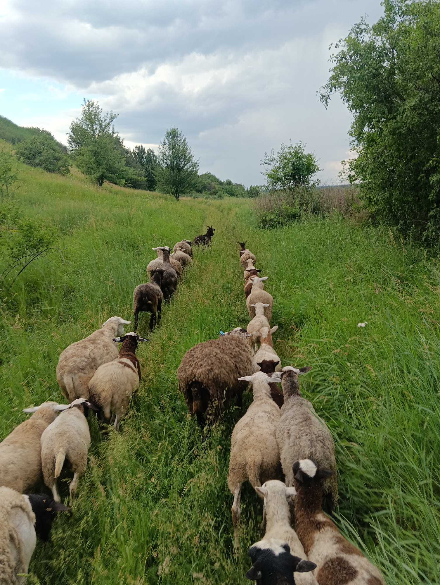 A flock of sheep and at least one goat walks in a line on a grassy hill. The sheep are of various colors, including white, brown, and black. They are walking away from the camera, towards the top of the hill, which is covered in lush green grass and scattered trees. The sky is overcast with dramatic clouds. The scene appears to be in a rural or natural setting, possibly a pasture or a hillside. The image was taken from a slightly elevated perspective, looking down on the flock.