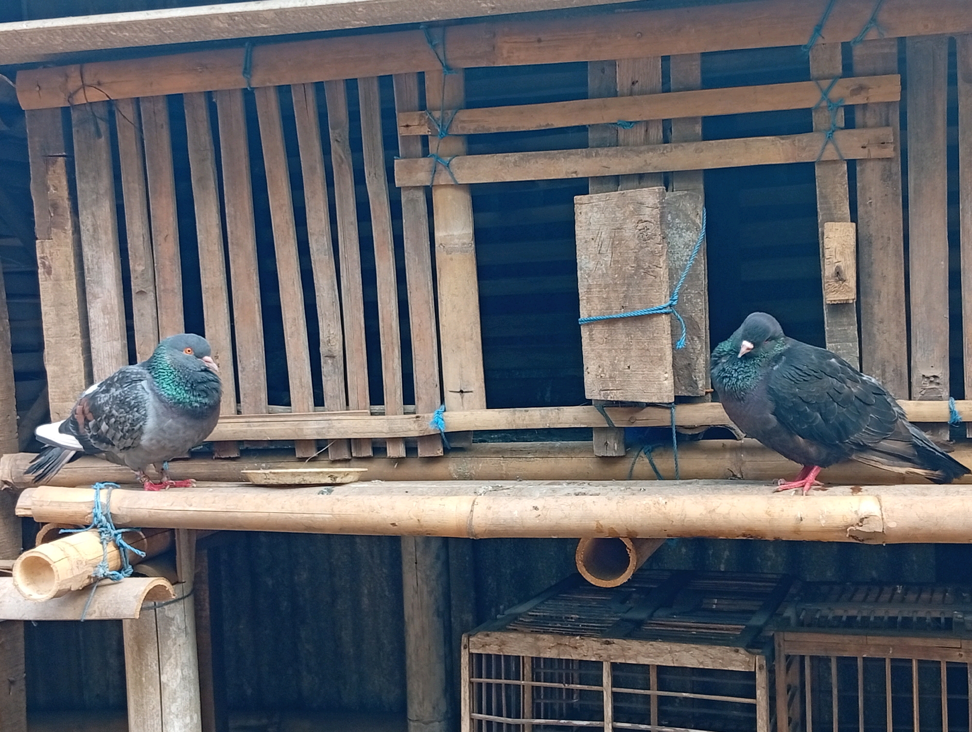 Two pigeons are perched on a bamboo platform in an outdoor enclosure constructed from wood and bamboo. The pigeon on the left is gray and white with iridescent green and purple neck feathers. It is looking to its left. The pigeon on the right is dark gray or black and is looking down. The enclosure has a slatted wooden back and is supported by bamboo poles. A small, shallow dish sits on the platform near the left pigeon. Below the platform, a metal cage with a wooden frame is visible. The scene is located in Miritpetikusan, Indonesia.