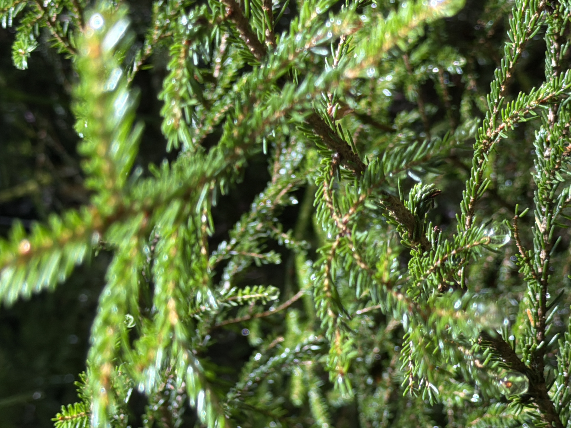 The image is a close-up, high-angle, shallow-depth-of-field photograph of several spruce branches laden with dew drops. The needles of the spruce branches are a vibrant green, and some appear to have a slight yellowing towards the tips. The dew drops are scattered across the needles and branches, some forming small, clear droplets, while others appear as larger, more elongated beads of water. The background is a dark, out-of-focus blur of greens and blacks, suggesting a dense forest environment. There are no people or any other discernable objects or actions in the image. The photograph does not contain any information that would place it in the city of Kvabiskhevi, Georgia.