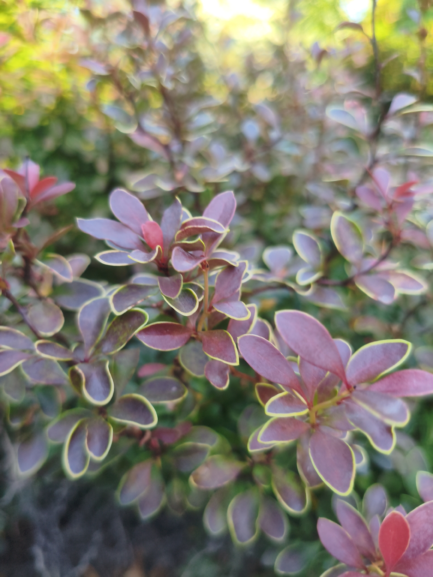 The image shows a close-up of a shrub with small, oval-shaped leaves that are primarily a deep purple-red color. The edges of the leaves have a thin, light yellow or lime-green border. Some leaves are cupped, while others are flat. The plant is in a natural outdoor setting, with blurred green and yellow foliage in the background, suggesting sunlight filtering through. There are no people or animals visible in the image. The scene is likely a park, garden, or natural area within the city of Kremenchuk, Ukraine. The overall impression is of a detailed botanical study of a decorative shrub.
