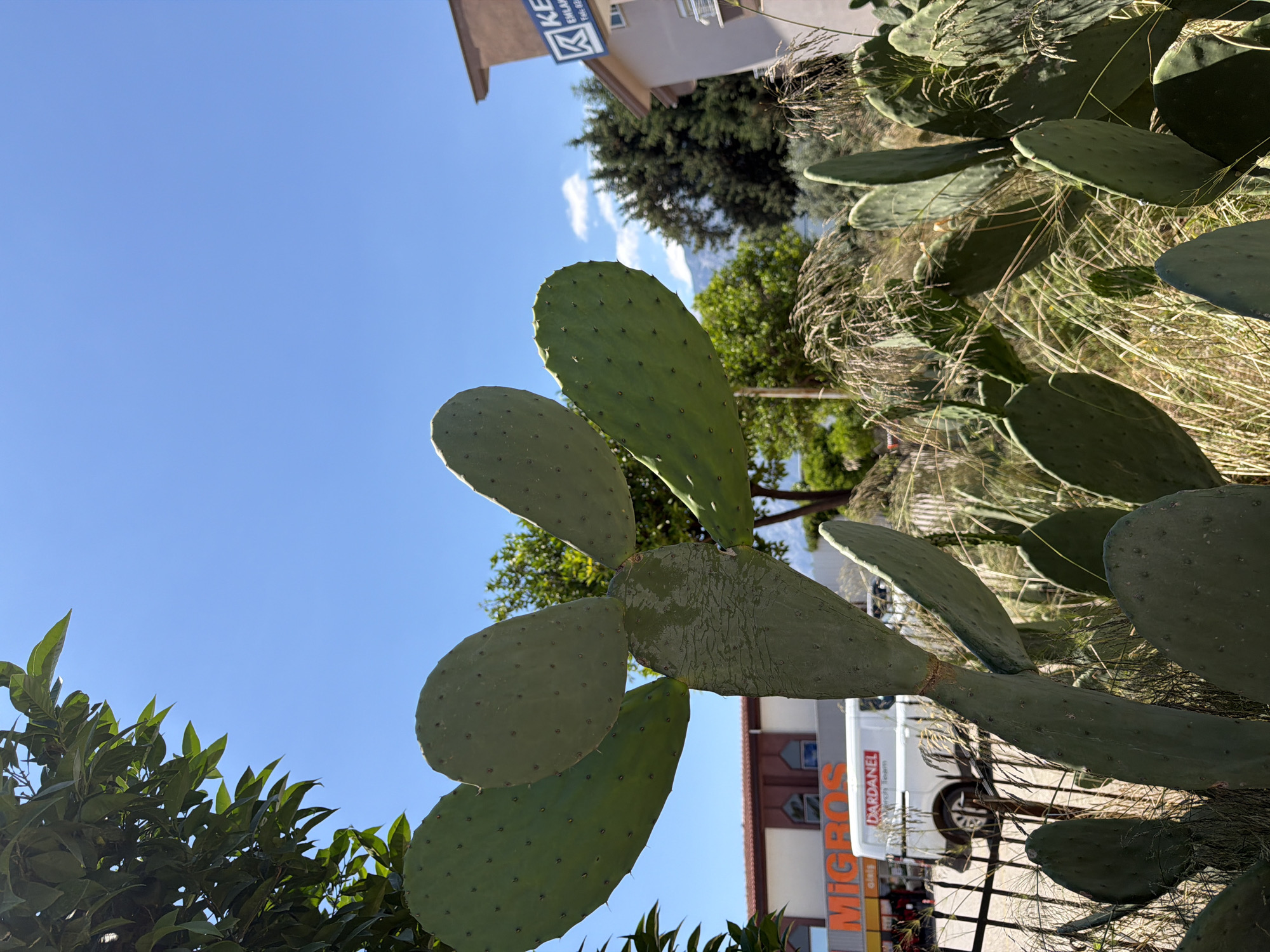 A low-angle outdoor shot captures a prickly pear cactus in the foreground against a clear blue sky. Several large, paddle-shaped cactus pads are visible, some with prominent spines. Behind the cactus, a building with a brown facade and a white sign bearing the logo "MİGROS" is partially obscured. A white van with the text "DARDANEL" is parked in front of the building. Trees and foliage surround the scene, and in the distance, a mountain range is faintly visible under the bright sunlight. The scene appears to be set in an urban or semi-urban environment.