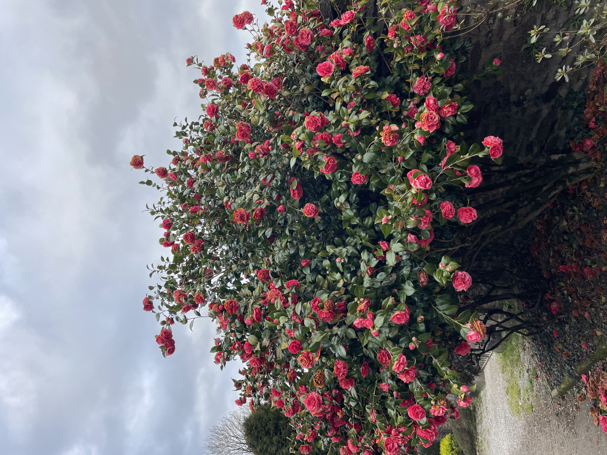 A vibrant bush densely covered in red camellias is situated in Le Moustoir, France. The bush extends upwards toward a cloudy sky. It grows next to a stone wall covered with moss and lichen. A small, bare tree is visible in the lower left corner.