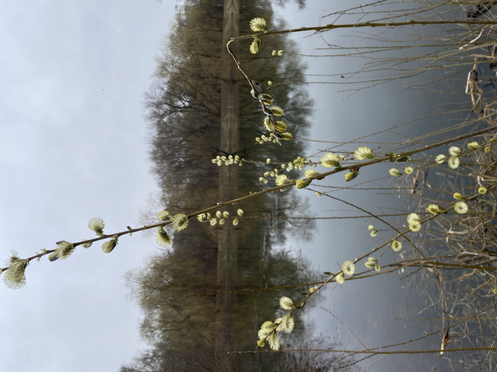 The image depicts a close-up view of willow branches with catkins, likely in early spring. The background features a body of water reflecting trees, suggesting a park or natural area. The location is Moscow, Russia. The catkins are the primary subject, displayed in various stages of bloom. The water's surface is somewhat still, creating a blurred reflection of the trees on the opposite bank. The sky is overcast, contributing to the overall subdued lighting of the scene. No people, explicit actions, or interactions are visible in the image.