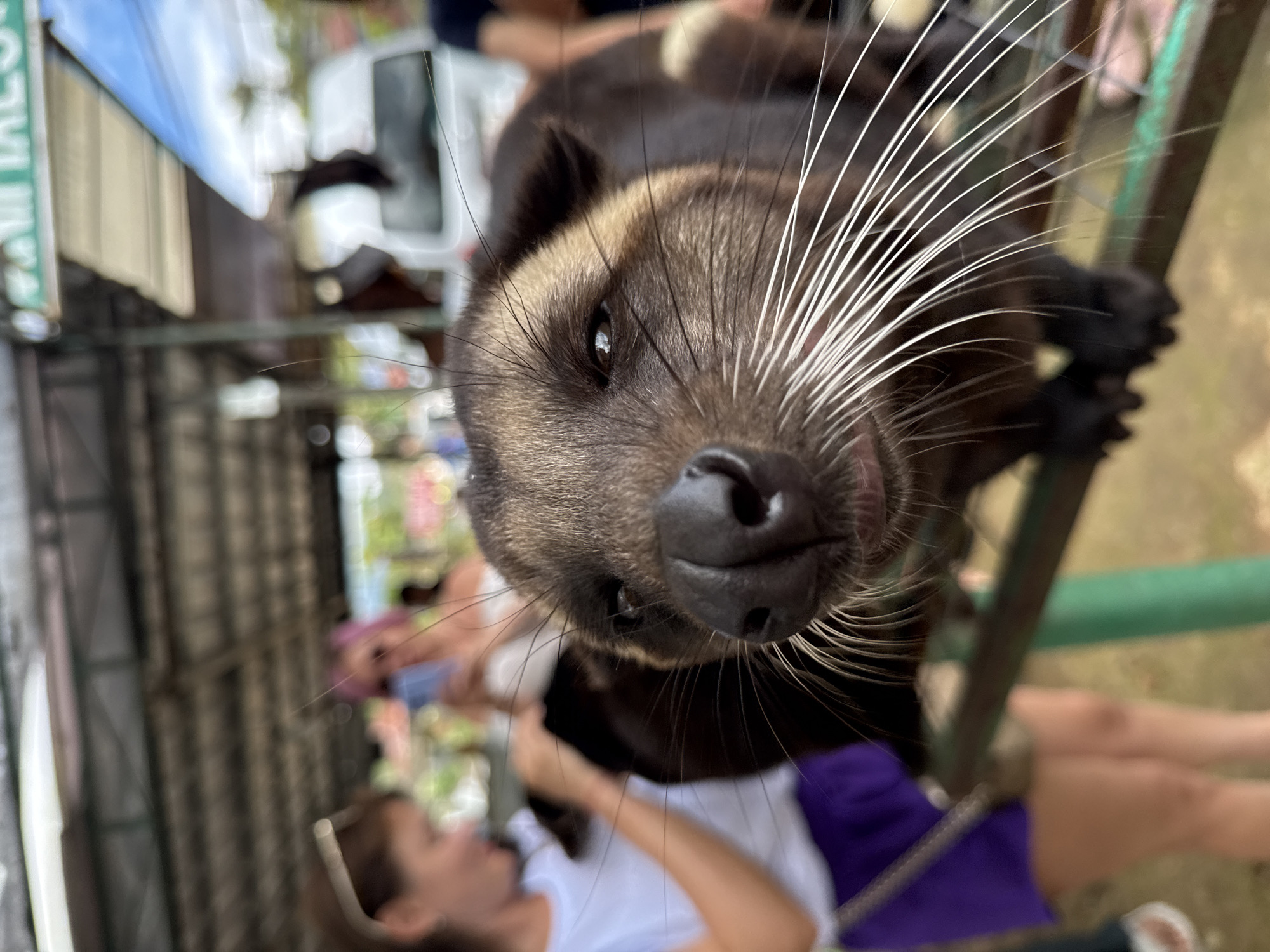 A close-up, eye-level shot captures a civet in the foreground, its face filling most of the frame. The animal has dark brown fur with lighter brown markings around its eyes and muzzle, which is black and appears slightly moist. Long, white whiskers extend outwards from its snout. Behind the civet, the background is blurred, showing several people in what appears to be an outdoor marketplace or animal encounter area. To the left, a woman wearing a white t-shirt and purple shorts is visible from the side, her arm extended towards the civet. Further back, another person with pink hair is looking at a phone. Structures with a corrugated metal roof are visible above, suggesting an open-air establishment. A white van is parked in the middle ground. The overall setting is consistent with an animal sanctuary or tourist attraction in Baturiti, Indonesia.