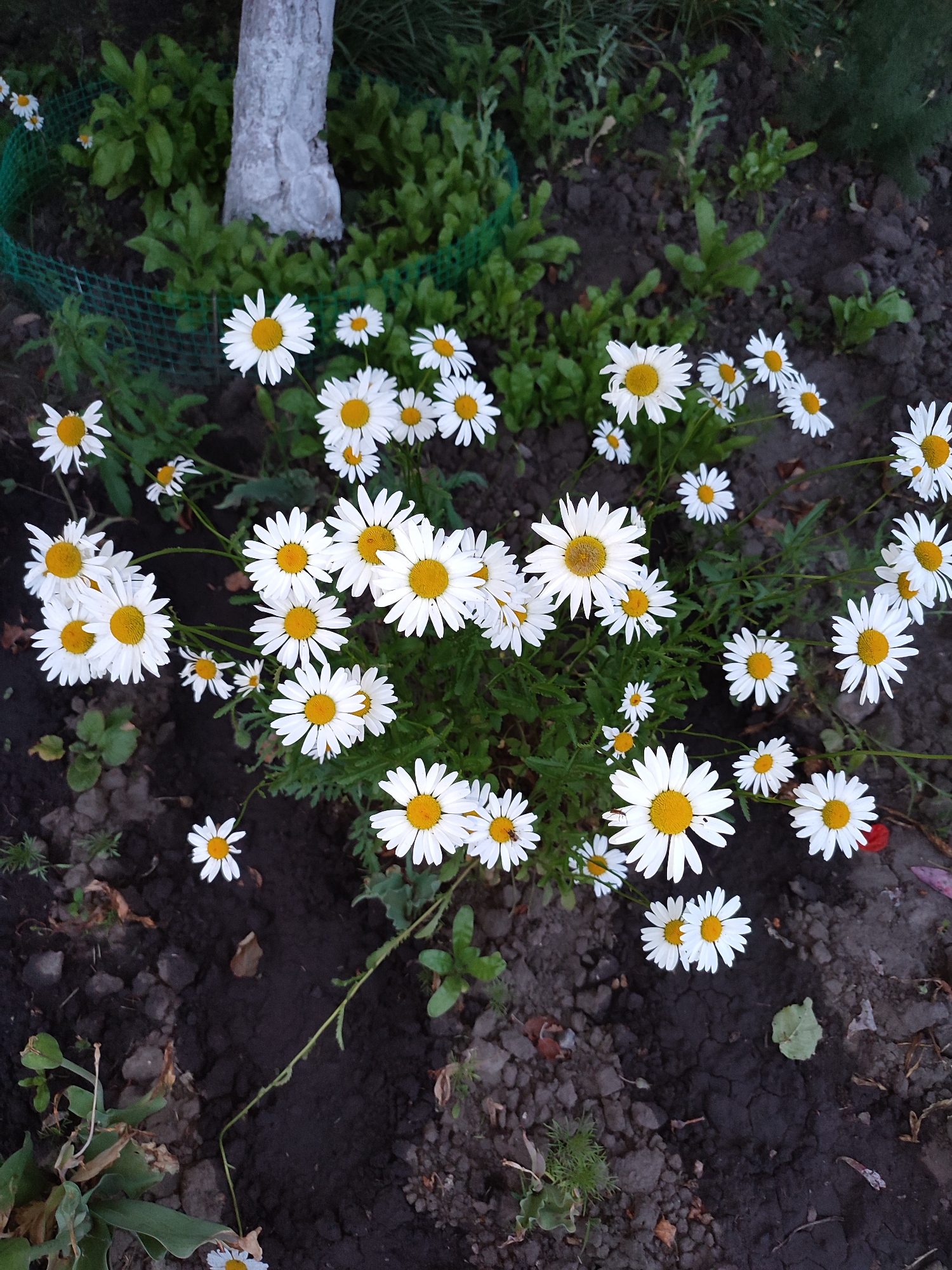 A cluster of white daisies with yellow centers blooms in a garden bed in Voskobiinyky, Ukraine. The flowers are the main subject, with their white petals and bright yellow centers in sharp focus. They are arranged in a natural, somewhat dense grouping. Surrounding the flowers is dark soil, typical of a garden. In the background, a portion of a tree trunk, painted white, is visible. Green foliage and some dried leaves are scattered around the base of the flowers and tree. A thin green mesh fence is partially visible, suggesting the garden area is delineated. The lighting suggests it is either early morning or late afternoon, with shadows present.