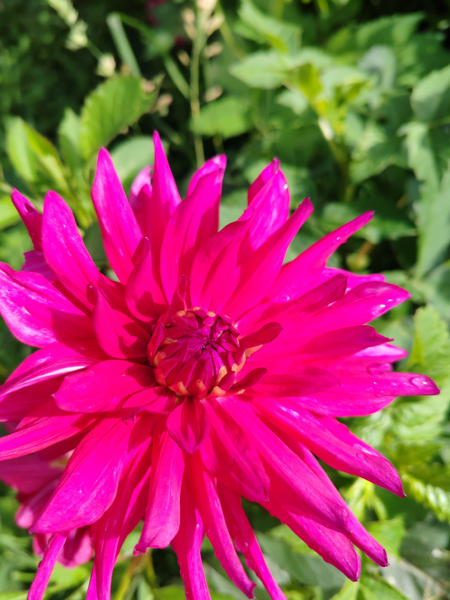 The image shows a close-up, top-down view of a vibrant fuchsia dahlia flower in bloom. The flower has many pointed petals radiating outwards from a central, darker core. The petals are textured and show some natural variations in color and lighting, with some appearing slightly lighter due to highlights. A few tiny water droplets are visible on some of the petals. The background is softly blurred, consisting of green foliage and hints of lighter green stems and possibly other small white flowers, suggesting an outdoor garden setting. The lighting indicates it is daytime, likely sunny given the strong highlights. The location is specified as the city of Чухлэм, Russia, implying this flower is growing in a garden or park within that city. There are no people or animals present in the image.