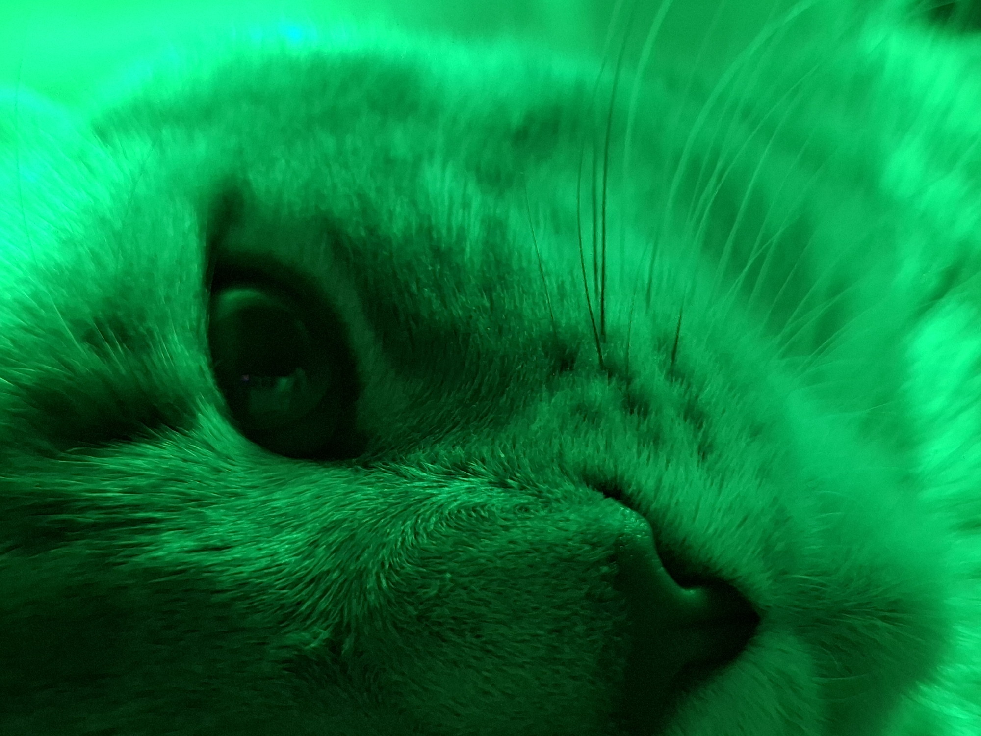 A close-up image, bathed in an intense green light, focuses on the face of a cat. The detail is concentrated on the cat's eye, nose, and whiskers. The background is indistinct. No location or people are discernible from the image.