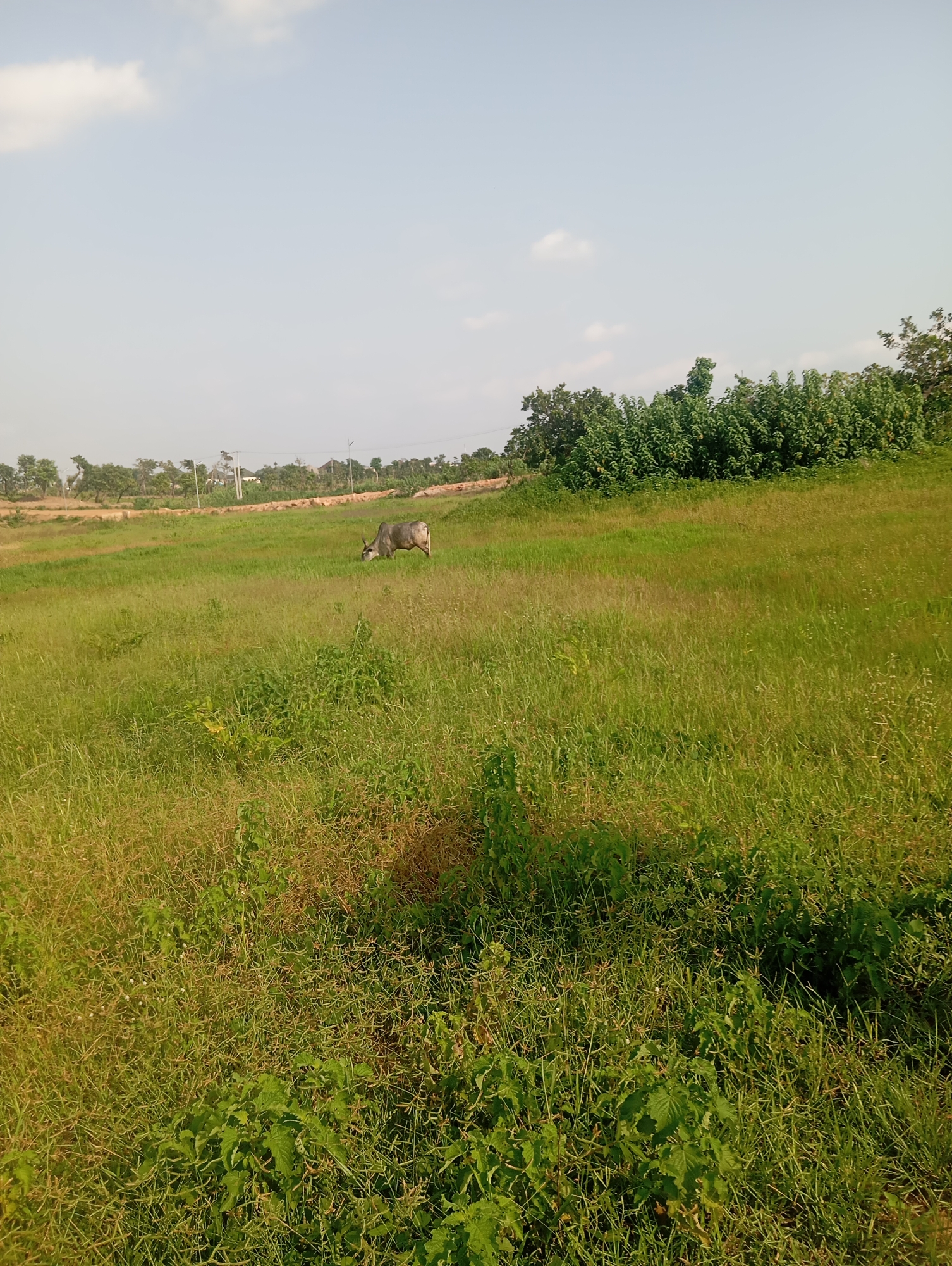 An outdoor shot captures a grey cow grazing in a grassy field under a hazy sky. The cow is positioned in the middle ground, facing to the left and bending its head down to eat. The field is predominantly covered in green grass with patches of dry, brown vegetation, suggesting a dry season. In the background, a line of trees and some distant buildings can be seen. The overall environment appears to be rural or semi-rural, consistent with a location in Karsana 2, Nigeria, where open fields and livestock grazing are common. There are no people or human interactions depicted in the image.