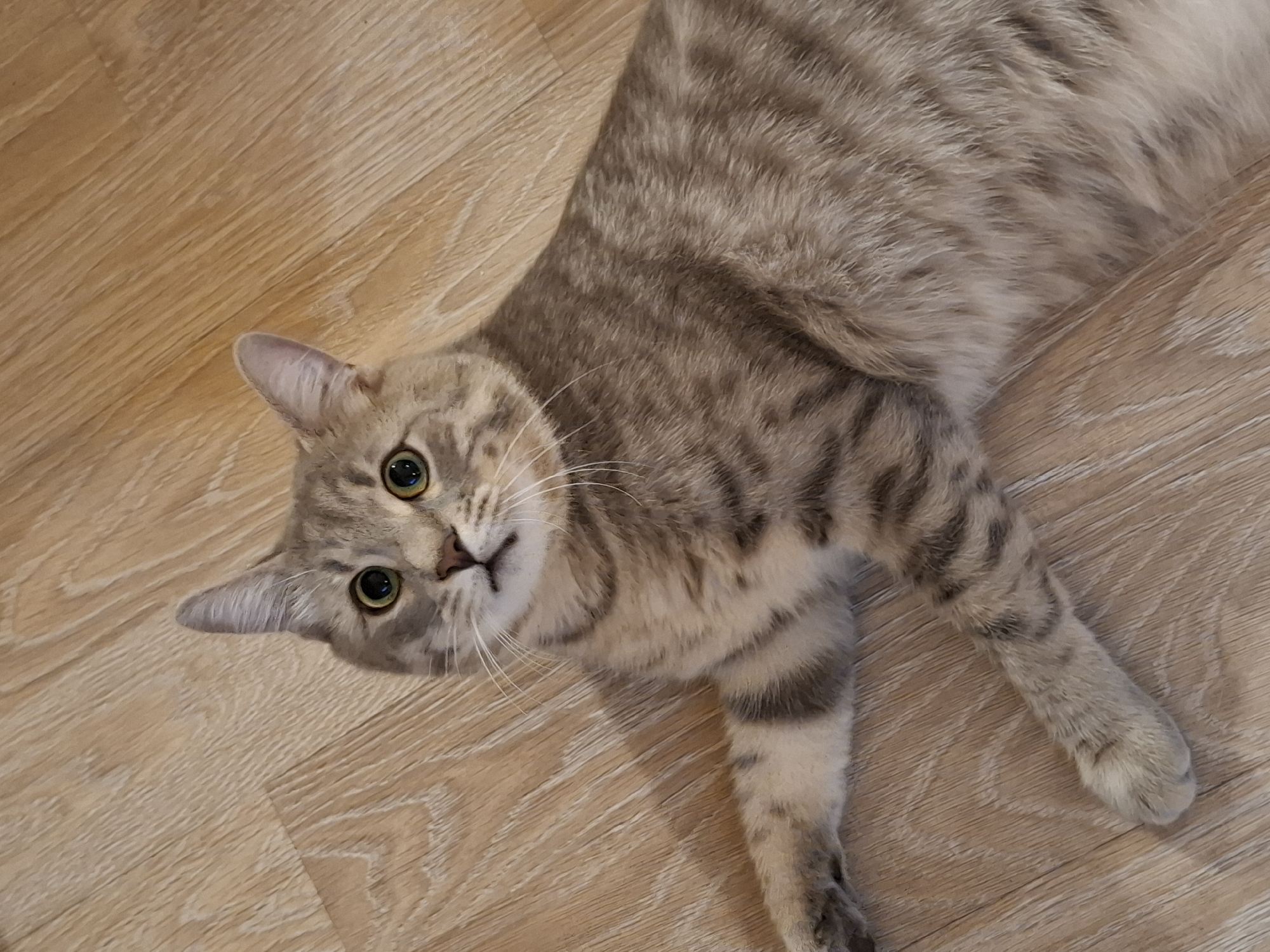 An adult tabby cat with grey and brown striped fur is lying on a light brown wooden floor. The cat is facing the viewer with its head tilted slightly to the left. Its green eyes are wide open, and its mouth is slightly ajar, revealing a small pink tongue. The cat's paws are extended, and its body is relaxed. The wooden floor has a visible grain pattern and appears to be in good condition. The image is a close-up shot, with the cat occupying most of the frame. The location is not specified in the image or its context.