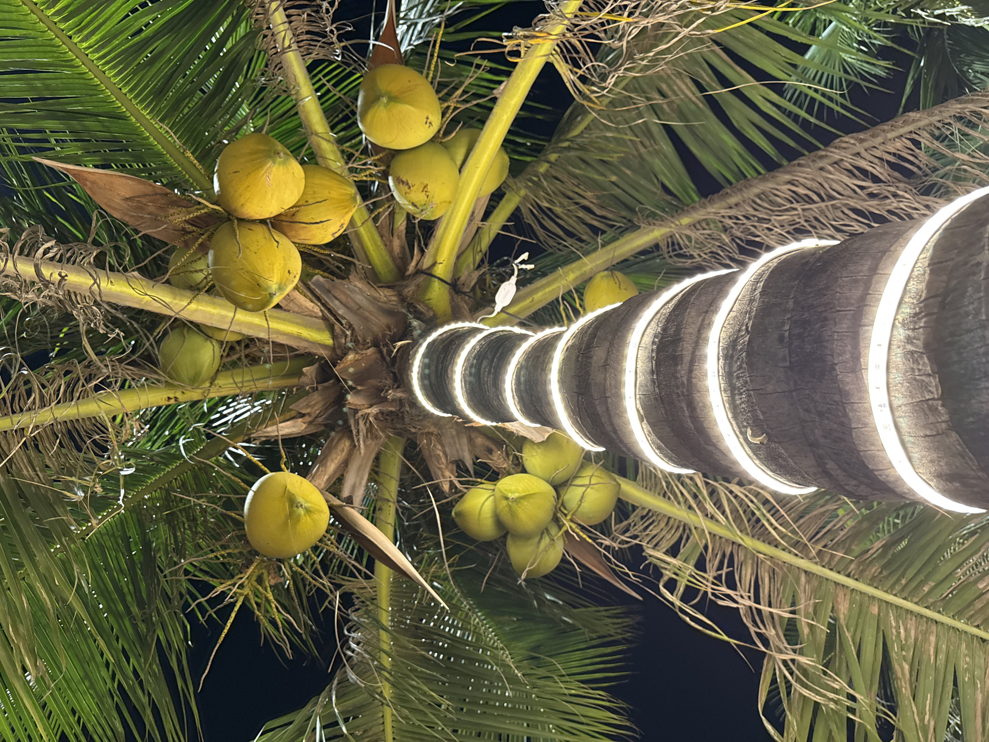 An upward-facing, low-angle shot captures a cluster of coconuts hanging from a palm tree at night. The coconuts are a pale yellow-green color. The palm tree trunk is visible in the foreground, wrapped with a string of white LED lights that create a glowing effect. The large, green fronds of the palm tree extend into the dark night sky, some appearing dry and brown. The scene is set in an unknown city location.