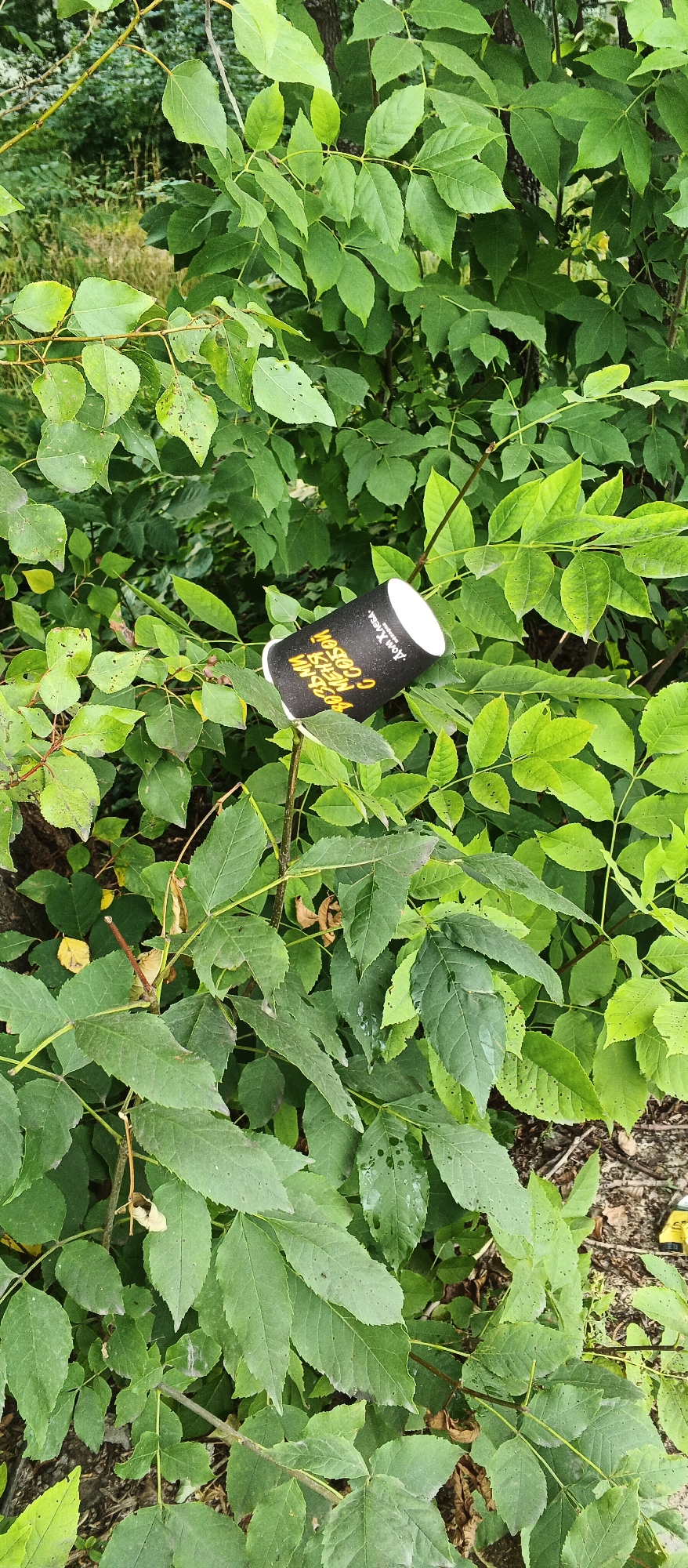 A black and yellow paper cup is discarded among green foliage in a natural outdoor setting, possibly a park or wooded area. The cup is oriented at an angle, resting on a branch and surrounded by numerous leaves. The text on the cup is in Russian and appears to be promotional or branding. The environment is lush with green leaves and branches, suggesting a summer or early autumn season. There is no indication of the specific location in Izhevsk, Russia, beyond the general context of an outdoor urban green space. No people or actions are depicted.