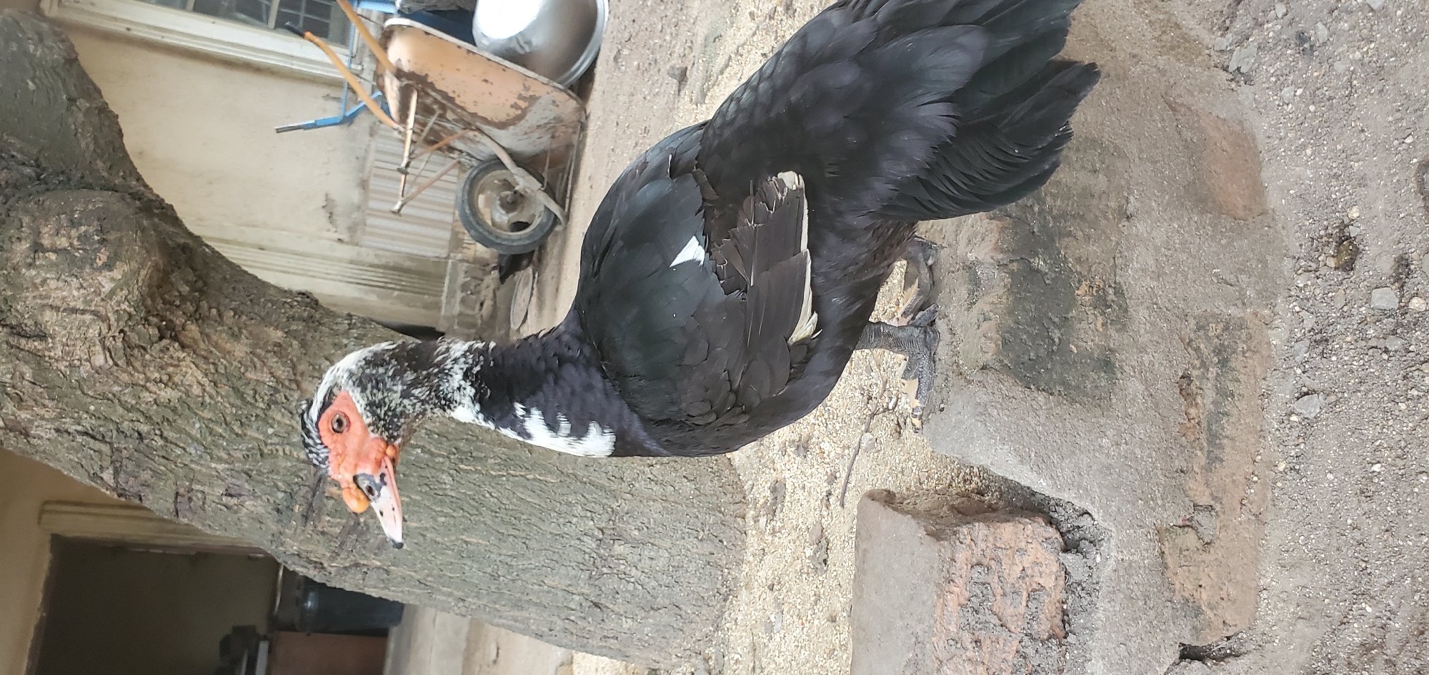 A Muscovy duck stands on a concrete surface next to a tree in an outdoor location in Mararaba, Nigeria. The duck has black plumage with white markings on its neck and wings. It has a red, fleshy face with black spots and a white beak. In the background, there's a building with a window, a partially visible wheelbarrow, and a metal bowl. The ground is dirt and gravel.