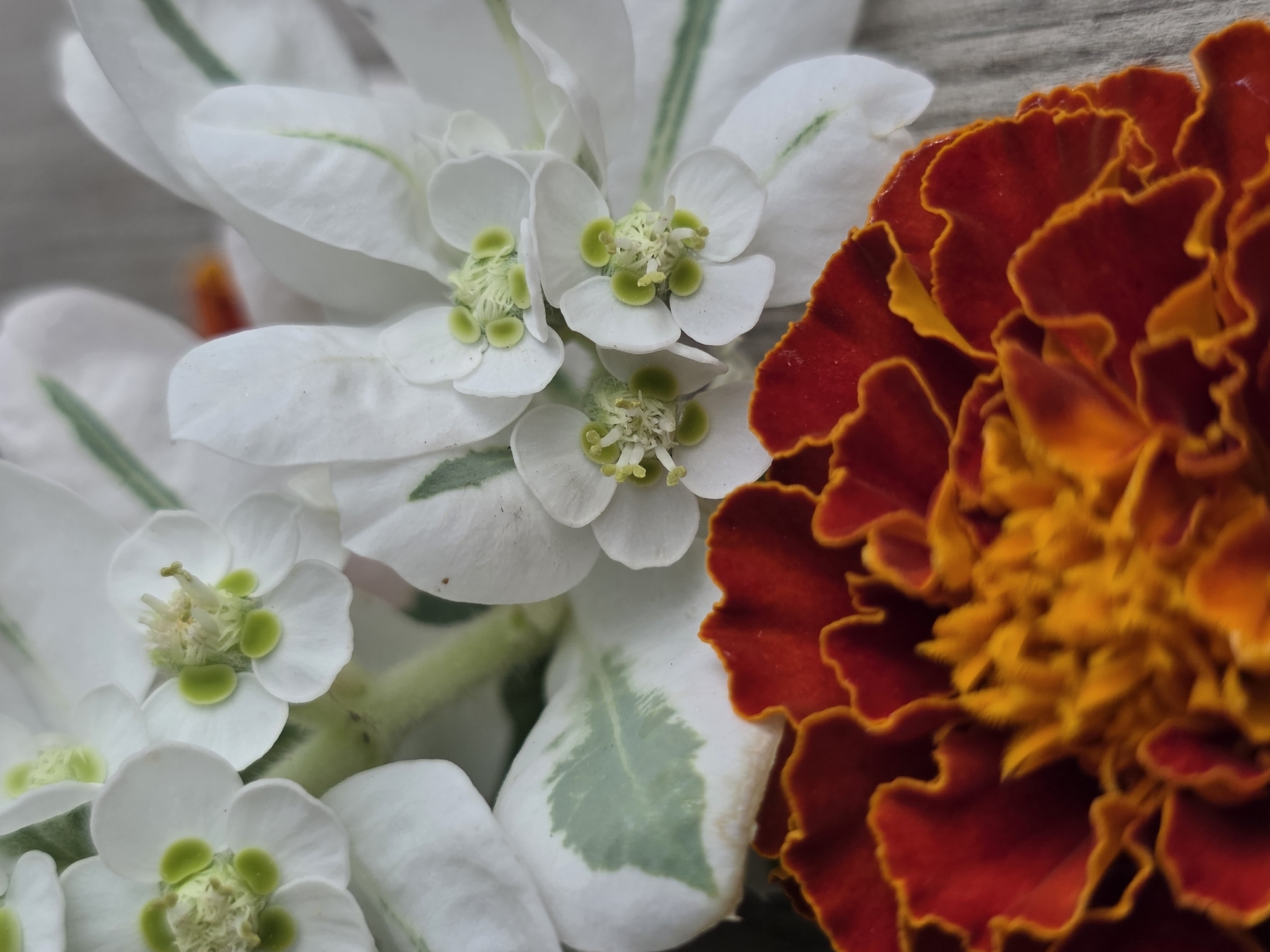 A close-up, overhead, macro shot captures a marigold flower in the foreground, its dark red petals rimmed with bright orange. Behind it, a cluster of small white flowers with green centers are arranged. The marigold sits on a light-colored, textured surface, possibly wood. The white flowers appear to be on a stem with variegated leaves, displaying patches of green on white. There are no people or animals visible in the image. The scene is static and lacks any discernible action. The setting does not provide any clues that would allow for the identification of its location within Baku, Azerbaijan.