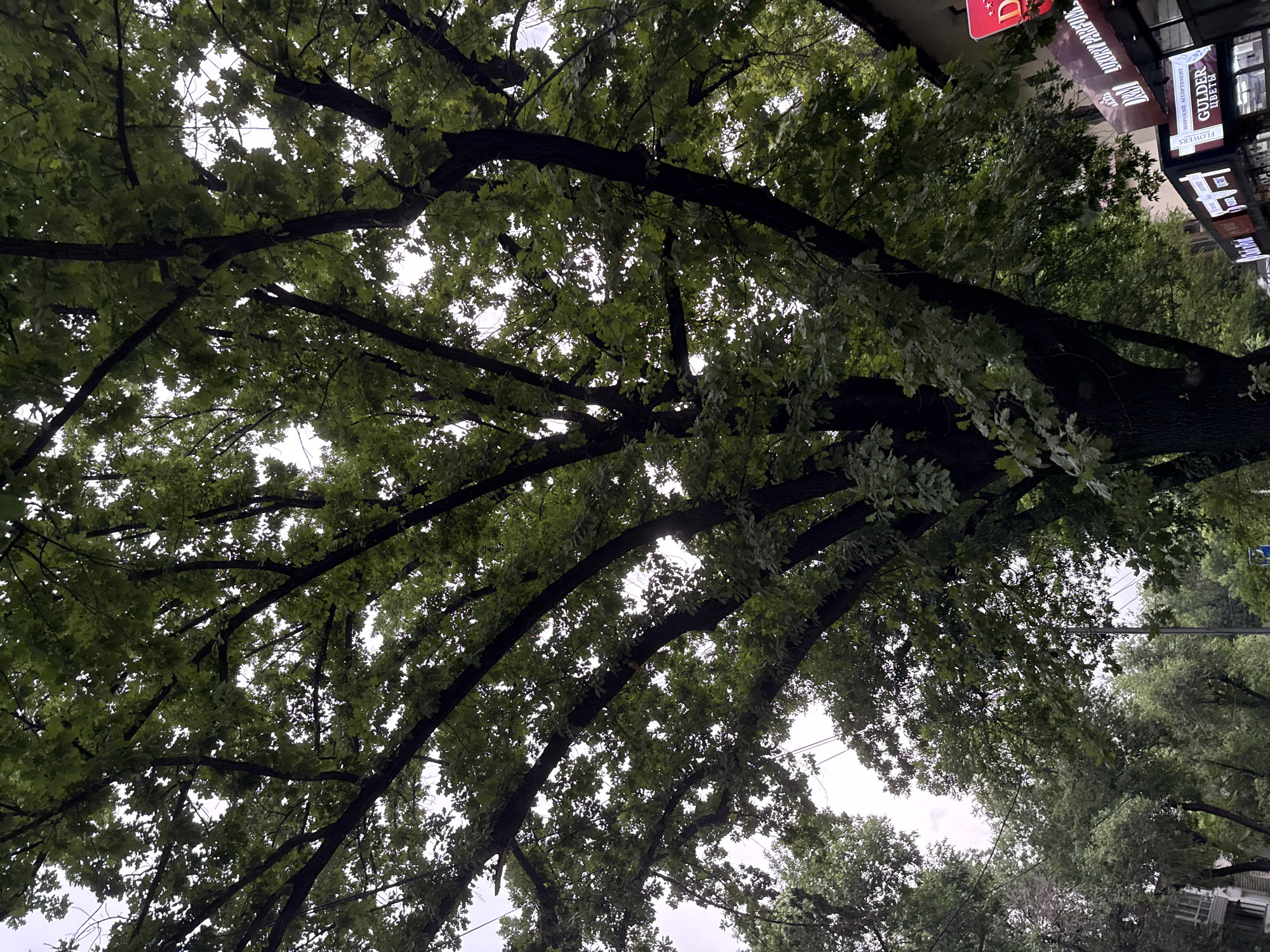 The image shows a street scene in Almaty, Kazakhstan. The foreground is dominated by a large, leafy tree, its branches spreading widely and obscuring much of the sky. The leaves are a vibrant green, suggesting a warm season. In the background, several buildings are visible, some with awnings and signage. One sign is red and features a star, while others are less distinct but appear to be commercial establishments. Streetlights and wires are also present. The overall impression is of an urban environment, possibly a city park or a tree-lined street, with hints of commercial activity. The lighting suggests it is daytime, but the sky is overcast, giving the scene a slightly subdued mood. There are no people visible in the image.