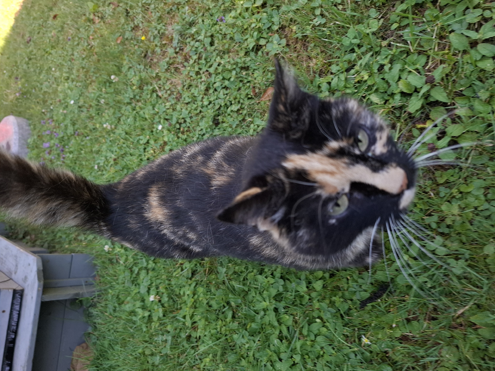 A calico cat with black, orange, and cream patches is standing on a patch of green grass and clover. The cat's tail is bushy and rises up behind it. The cat is looking down towards the camera, and its green eyes are visible. The cat's whiskers are long and white. In the background, there is a wooden deck or porch with a grey railing. The area appears to be an outdoor residential setting. There are small white and purple flowers scattered in the grass. The image was taken in Klettgau, Germany.