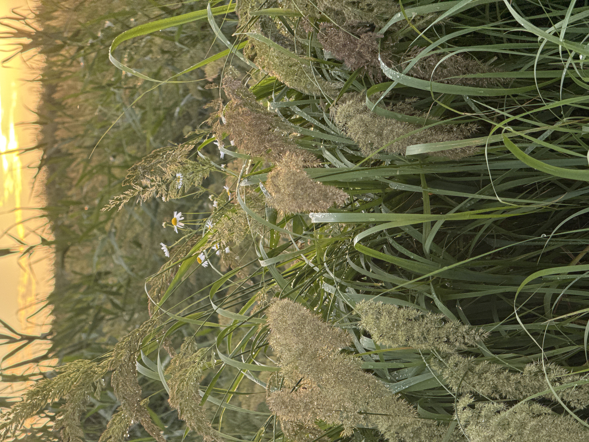 This is a vertical, close-up shot of tall grass and reeds, possibly near a body of water, with the warm, golden light of sunrise or sunset in the background. The reeds have feathery, seed-bearing tops in various shades of light brown and tan, some appearing fuzzy and others more feathery. The long, green blades of grass are wet, with visible droplets of water clinging to them, suggesting dew or recent rain. A few small, white wildflowers with yellow centers are interspersed among the reeds. The overall impression is one of natural beauty and tranquility, with the soft light creating a peaceful and serene atmosphere. The image is oriented vertically, with the bright, out-of-focus background on the left and the dense, detailed vegetation filling the rest of the frame. The location context of Mikhaylovsk, Russia, suggests a rural or natural setting, likely a marshy area or lakeside, given the type of vegetation. The time of day is clearly either dawn or dusk due to the low angle and warm color of the light.
