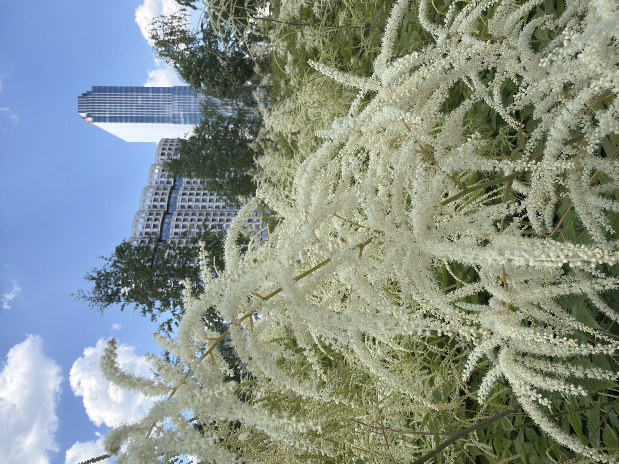 In Moscow, Russia, on a bright, sunny day with a blue sky and scattered white clouds, a cluster of feathery white flowers is in the foreground. Behind the flowers, a modern cityscape unfolds. Two distinct buildings are visible: one with a patterned facade and rounded corners, and another, a tall skyscraper with a white and blue glass exterior, topped with a red triangular emblem. The image captures a blend of nature and urban architecture.