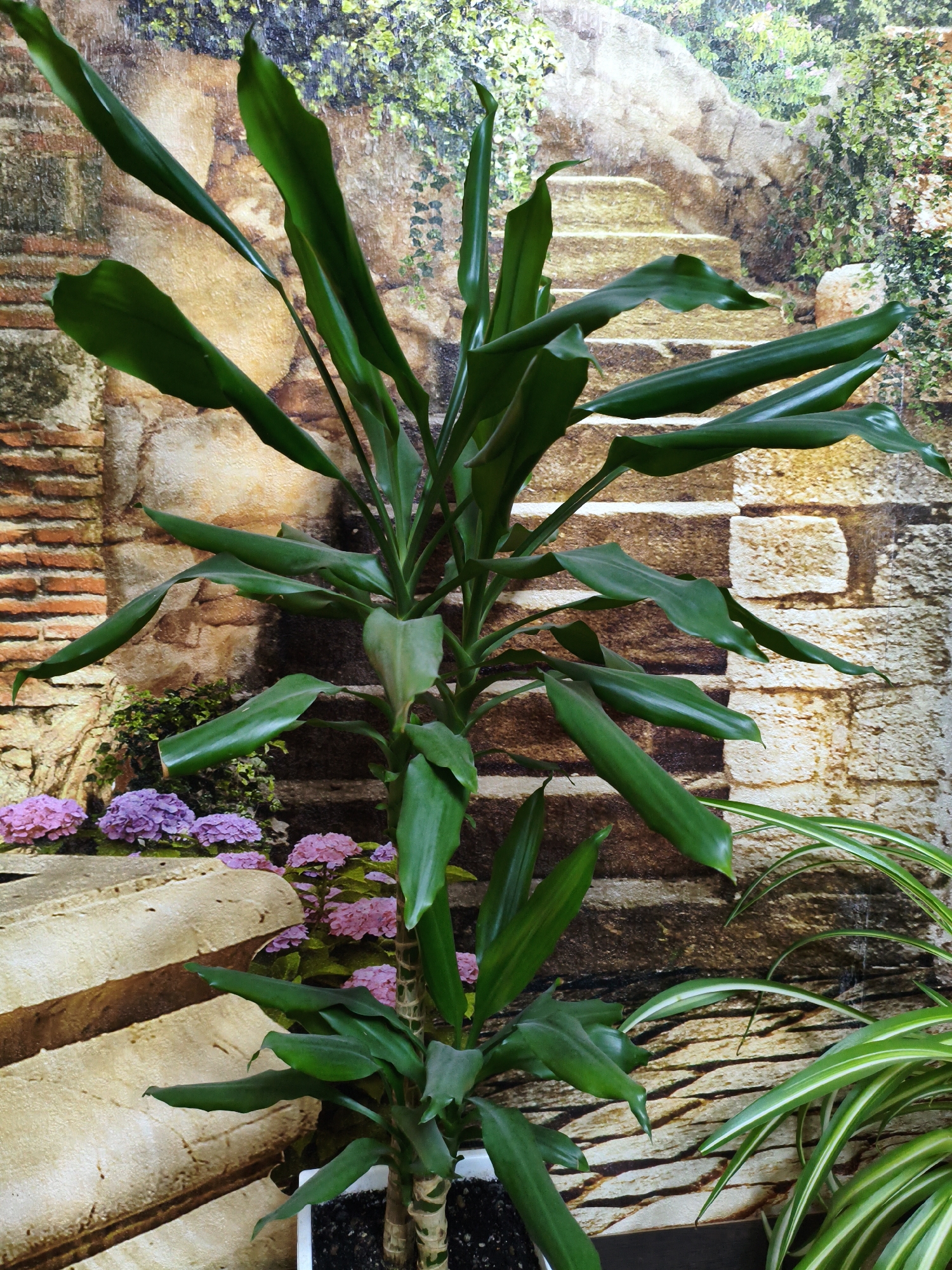 A tall, leafy green plant with elongated leaves stands in the center of the frame, planted in a white pot. The plant's stem is thick and appears to be segmented, with multiple stalks. In the lower left corner, a section of what looks like a large, textured stone or concrete structure is visible, with pink and purple flowers growing around it. To the right of the main plant, another plant with thin, striped green leaves is partially visible. The background features a mural or wallpaper depicting an outdoor scene with an old stone wall, steps, and lush greenery. The lighting suggests an indoor setting, possibly a home or office. There are no people or animals present in the image. The scene is static and does not depict any action. The city of Kotovsk, Russia is not discernible from the provided image.