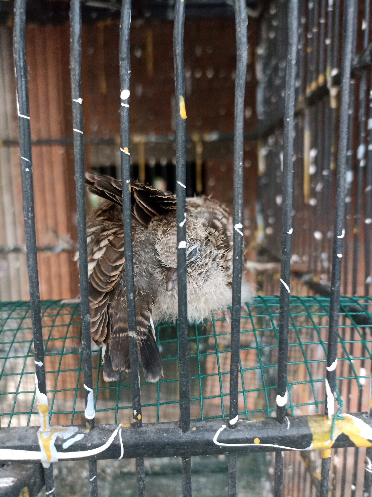A young, brown and white spotted bird is perched inside a cage with black bars. The bird appears to be sleeping or resting, with its head tucked and feathers slightly ruffled. The cage has a green wire mesh bottom. The background shows a reddish-brown wall with vertical lines, possibly made of wood or bricks. There are white and yellow paint splotches on the cage bars. The scene is indoors, suggested by the enclosed space and the presence of a wall. The image was taken in Mojopanggung, Indonesia.