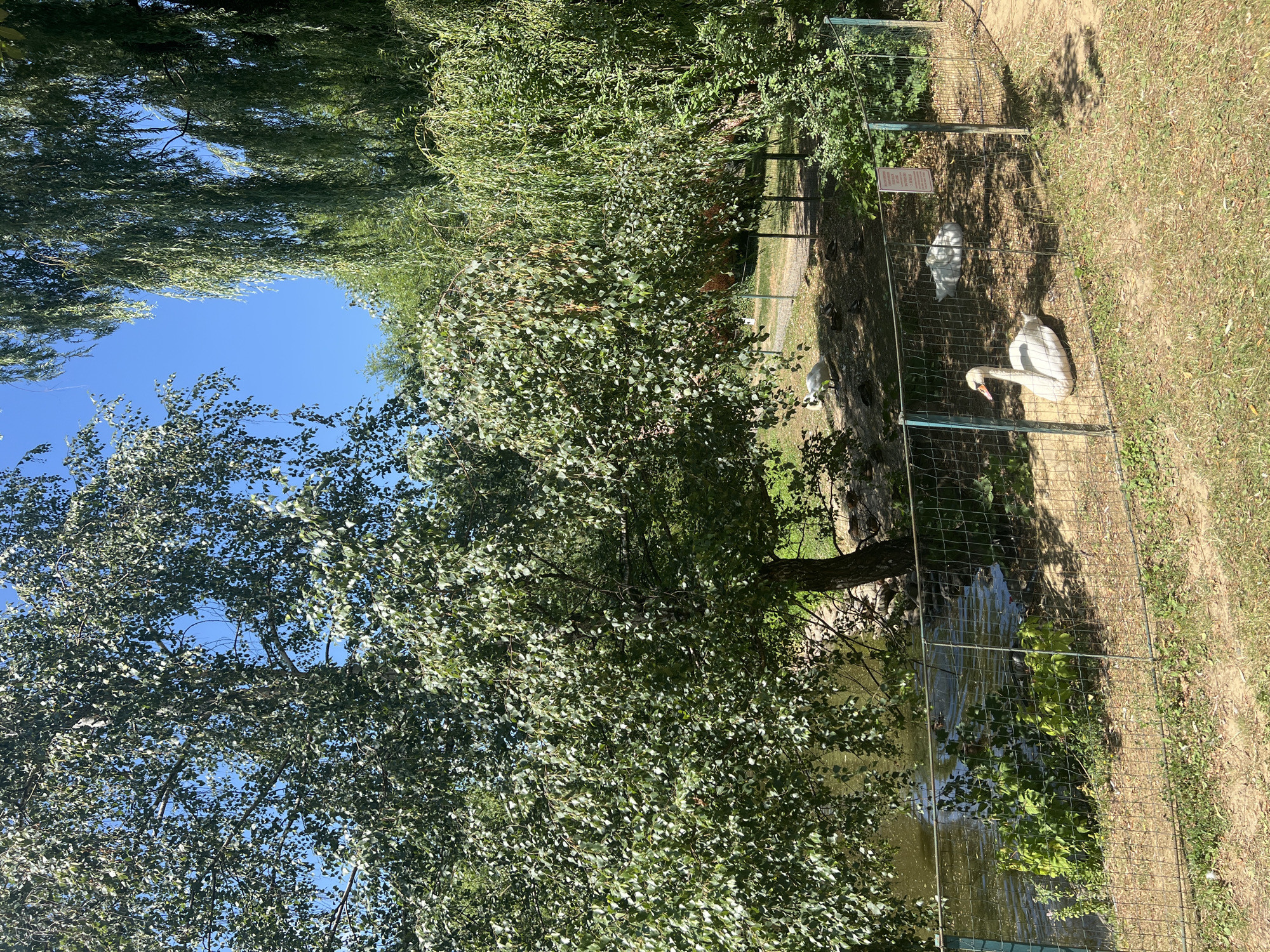 This image depicts a park or zoo enclosure in Holubyne, Ukraine. The scene is dominated by lush green foliage from large trees, including a birch tree on the left and weeping willows on the right, under a clear blue sky. In the foreground, a wire fence separates the viewer from the enclosure.
Within the enclosure, there are several swans and possibly ducks. A prominent white swan is resting on the ground near the fence in the lower right portion of the image. Behind it, another white swan is lying down. Further back, in the shaded area under the trees, several darker birds, likely ducks, are gathered on the ground. To the left, near the water's edge, a swan can be seen partially in the water or on the bank.
The ground inside the enclosure is sandy and covered with some scattered leaves and patches of dry grass. A body of water, likely a pond or small lake, is visible to the left, bordered by rocky terrain and dense vegetation along its bank. A pathway or clearing can be observed further back within the enclosure. A sign is affixed to the fence in the middle-right area of the image. The overall impression is a serene outdoor environment with the animals in their natural or semi-natural habitat.