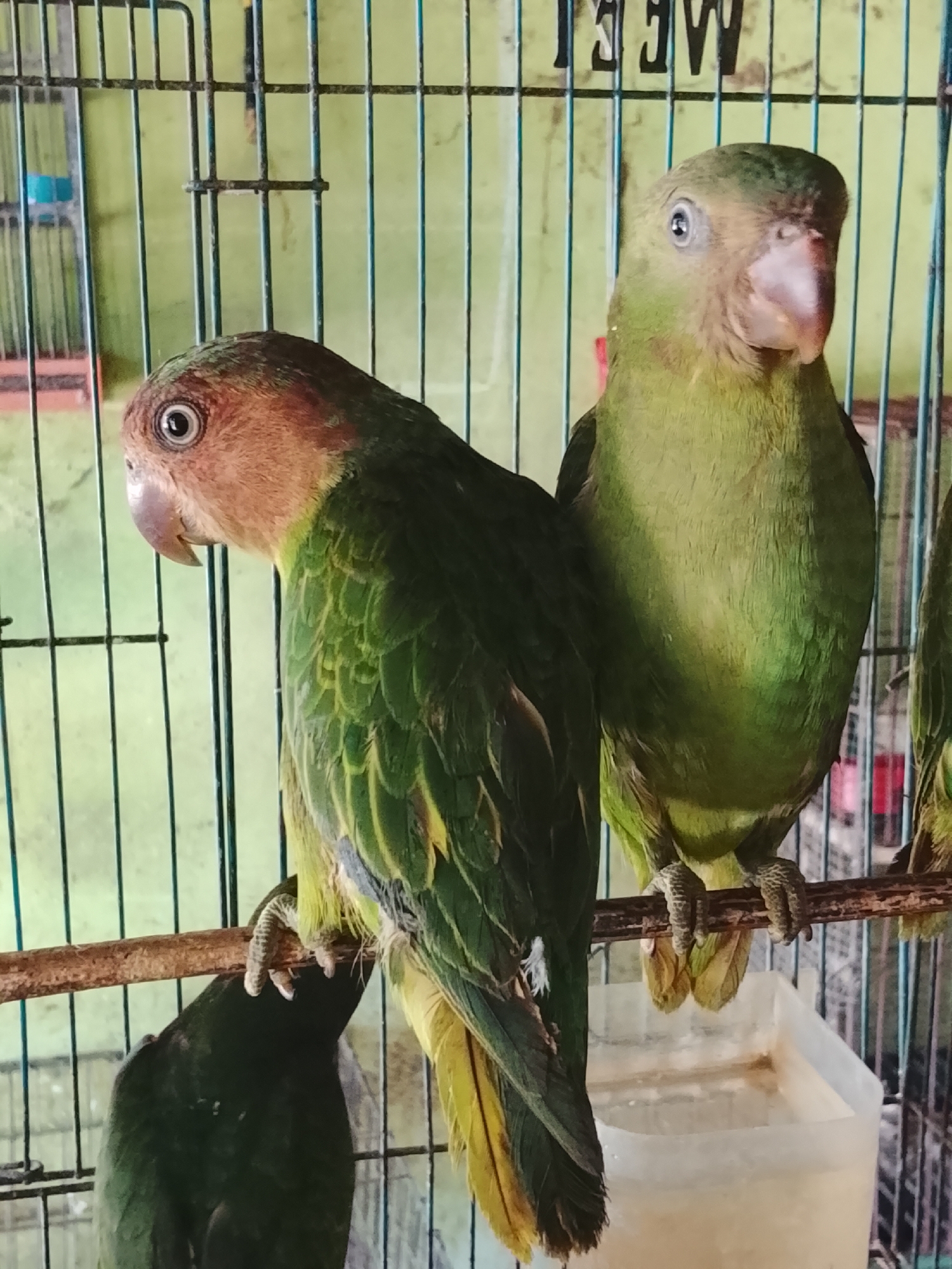 Two parrots are perched on a branch inside a cage. The parrot on the left has a reddish-brown head and green body with yellow accents on its wings and tail. It is facing to the left, with its head turned towards the viewer. The parrot on the right is mostly green with a lighter green chest and a pinkish-purple beak. It is facing forward, looking directly at the camera. A third, darker green parrot is partially visible at the bottom left of the image, also on the branch. The cage bars are dark and the background is a pale green wall with some text that is partially visible and appears to be in black lettering. A white plastic container is visible below the perch on the right side of the cage. The scene is likely in Kuta Trieng, Indonesia, given the prompt's context, suggesting an outdoor or indoor setting where birds are kept, possibly a pet shop or a home.