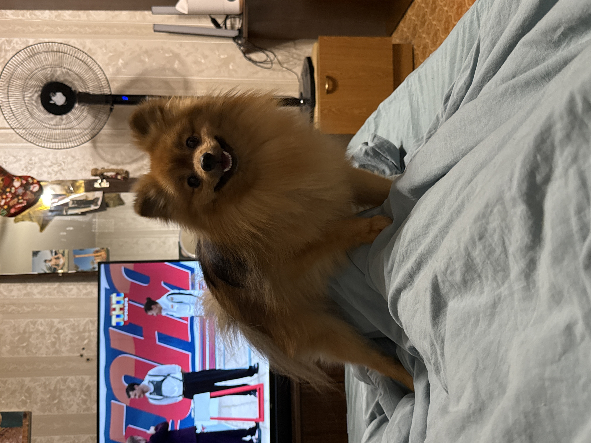A medium shot captures a Pomeranian dog standing on a rumpled light blue duvet, facing the camera with its mouth open in a smile. The dog has fluffy, reddish-brown fur. Behind the dog, a television screen displays a brightly colored graphic with the letters "THT" and two individuals on screen. To the right of the television, a tall, black oscillating fan is positioned against a textured, beige wallpapered wall. Further to the right, a wooden nightstand with a single drawer is visible, and next to it, a partially visible white object with a black cord is on a shelf. The flooring appears to be a patterned orange tile. The scene suggests an indoor setting, likely a bedroom, within an apartment in Khimki, Russia, as evidenced by the visible objects and the general decor.