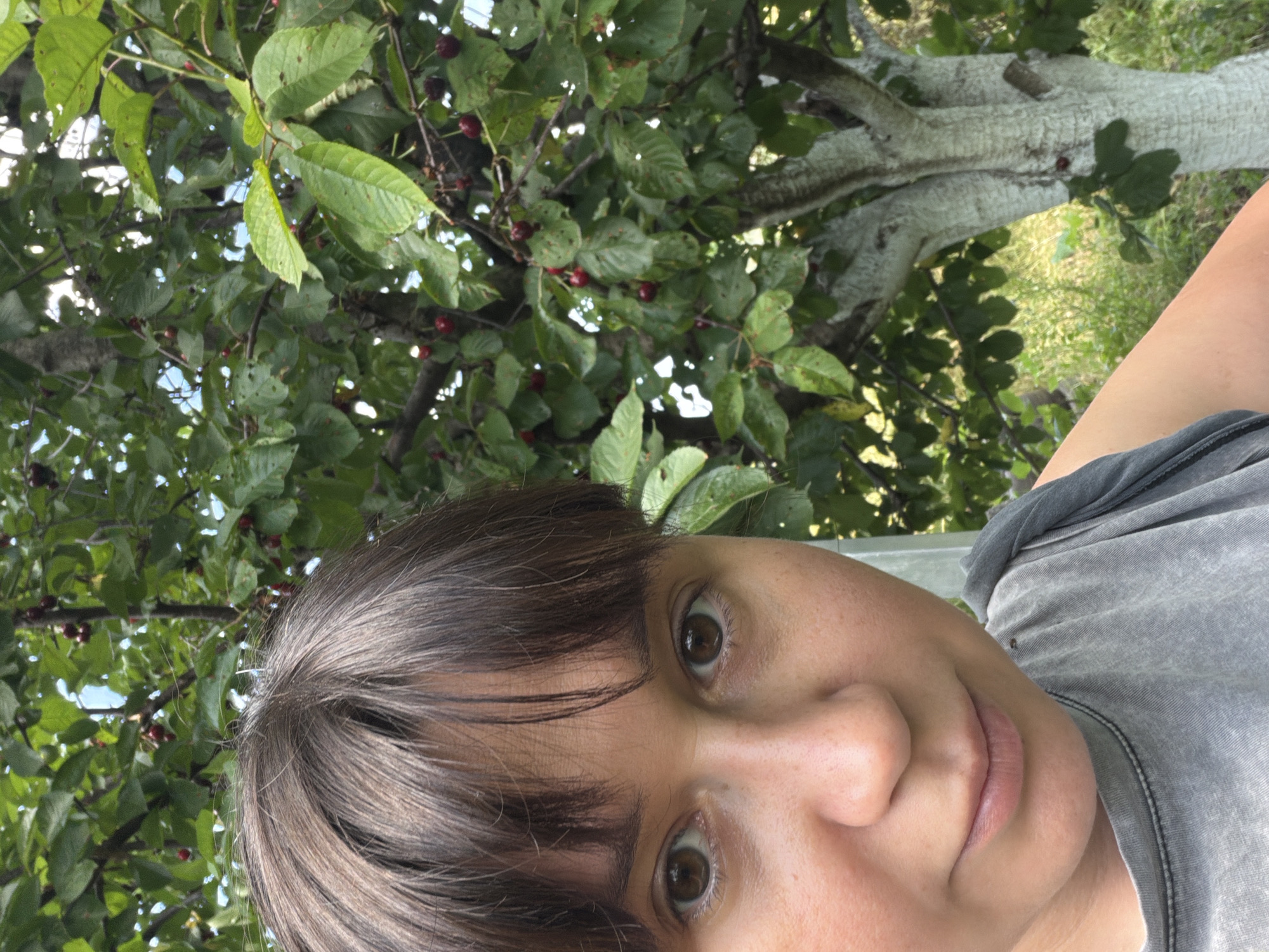 A medium shot captures a person's face and upper torso, positioned in the foreground, with a cherry tree filling the background. The individual has brown hair with bangs and brown eyes. They are wearing a gray t-shirt. The cherry tree is laden with ripe cherries, and its bark is a light, textured color, possibly painted or whitewashed. The foliage of the tree is dense and green, with some light filtering through the leaves. The setting appears to be outdoors, in a natural environment, consistent with a rural area or a garden. The image lacks any specific indicators to pinpoint its location within Ust'-Dzhigutinka, Russia.