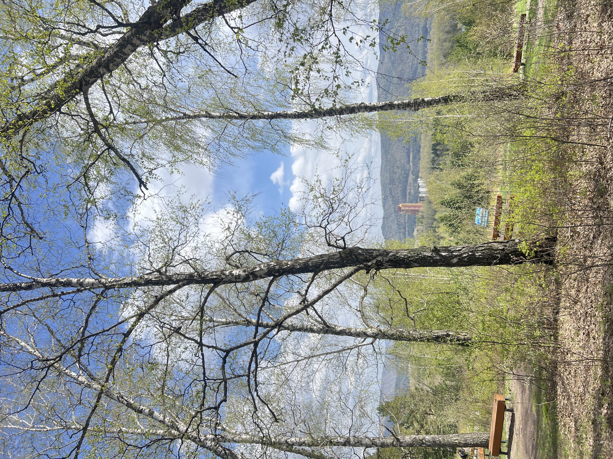 The image shows a view through birch trees toward a cityscape in Krasnoyarsk, Russia. The trees are in the foreground with a sky visible behind them. In the mid-ground is a grassy area and a path with benches alongside. In the background, there's a mountainous terrain and a tower is barely visible in the distance. The leaves on the trees suggest it is spring.