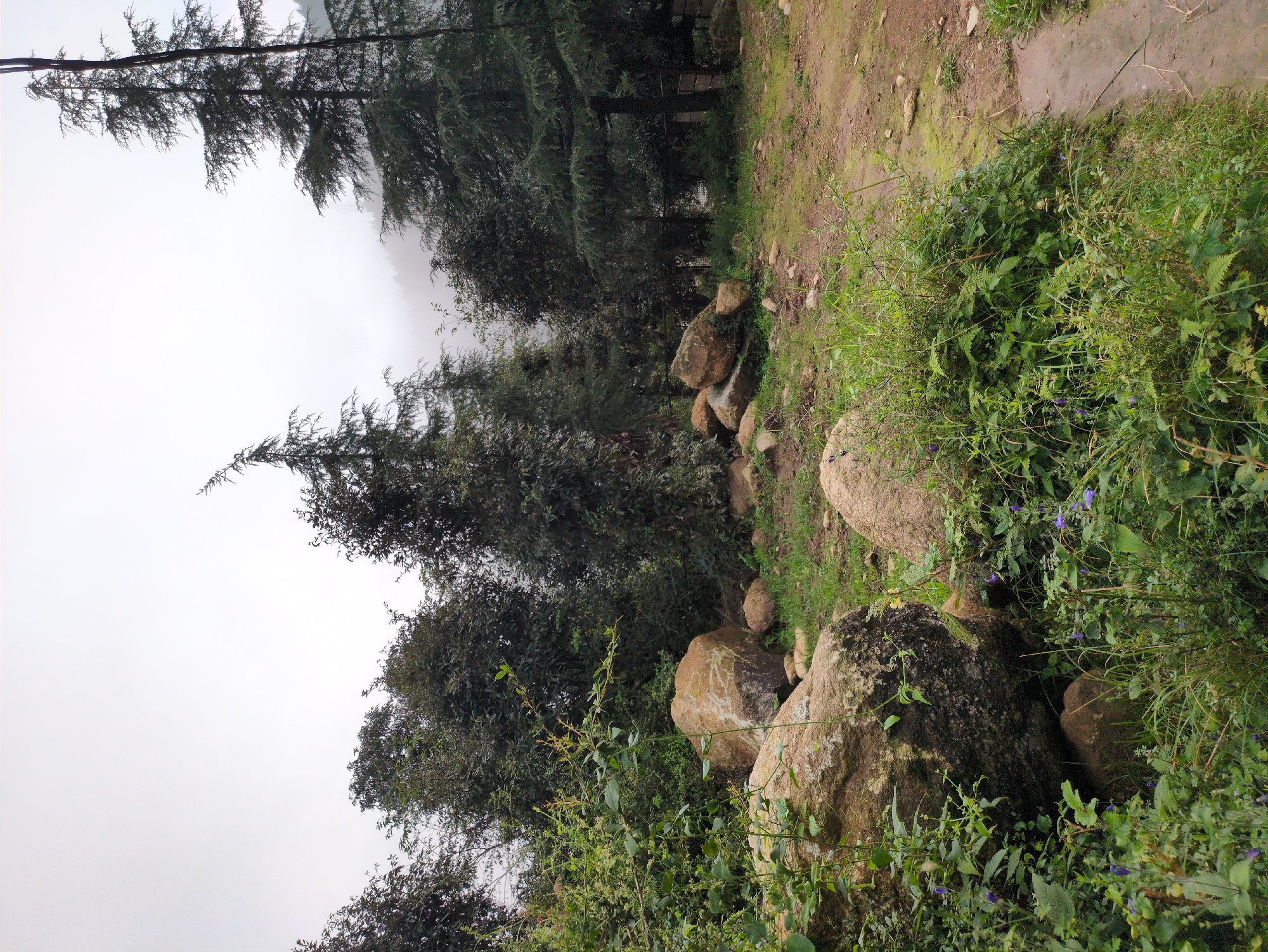 The image depicts an overcast day in Dharamkot, India, characterized by lush greenery, large rocks, and tall pine trees. In the foreground, several large, irregularly shaped boulders are partially covered by dense vegetation. Smaller rocks and green grass are scattered around these boulders. A narrow, muddy path or stream bed curves through the right side of the frame.
Behind the rocks and foreground foliage, a cluster of trees creates a dense backdrop. These trees are a mix of deciduous and coniferous species, with the tall pine trees being particularly prominent. Their dark green needles contrast with the lighter green of the surrounding vegetation. The upper portion of the image is dominated by a pale, cloudy sky, with the distant hills fading into the mist. The overall impression is one of a wild, natural environment within a mountainous region.