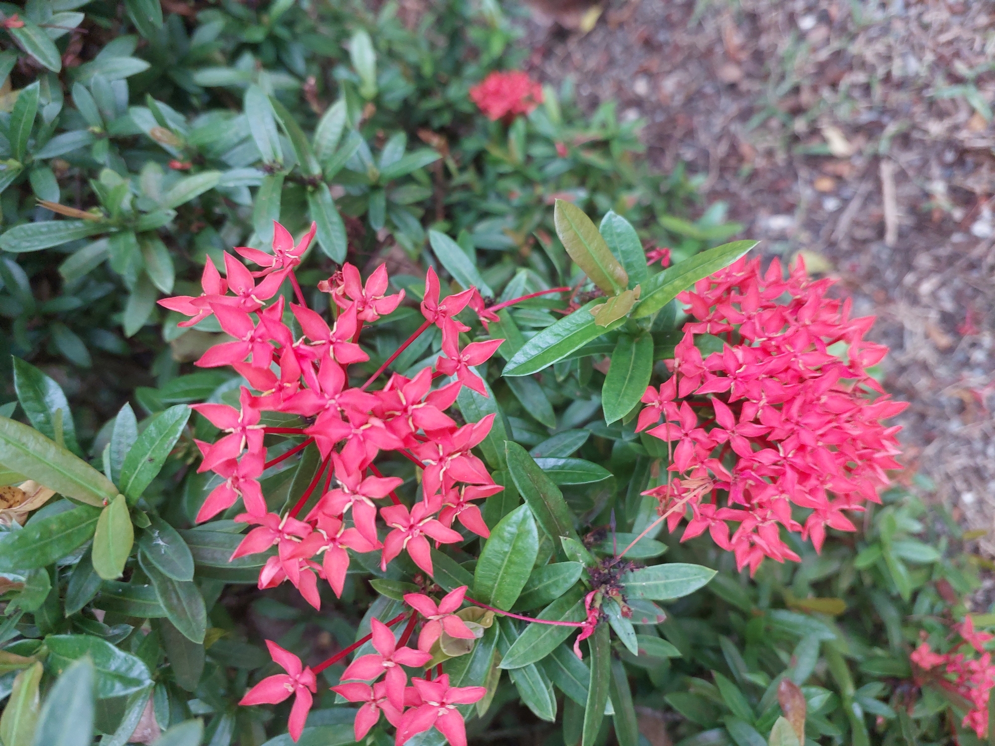 The image shows a close-up view of vibrant pink Ixora flowers with green leaves in the background. The flowers are clustered together in a dense inflorescence. The leaves are glossy and dark green. The background is slightly out of focus, showing more of the foliage and the ground which appears to be covered with dry leaves and dirt. The overall scene suggests an outdoor setting, likely a garden or park in Baan Mae Nam, Thailand. There are no people or animals visible in the image.