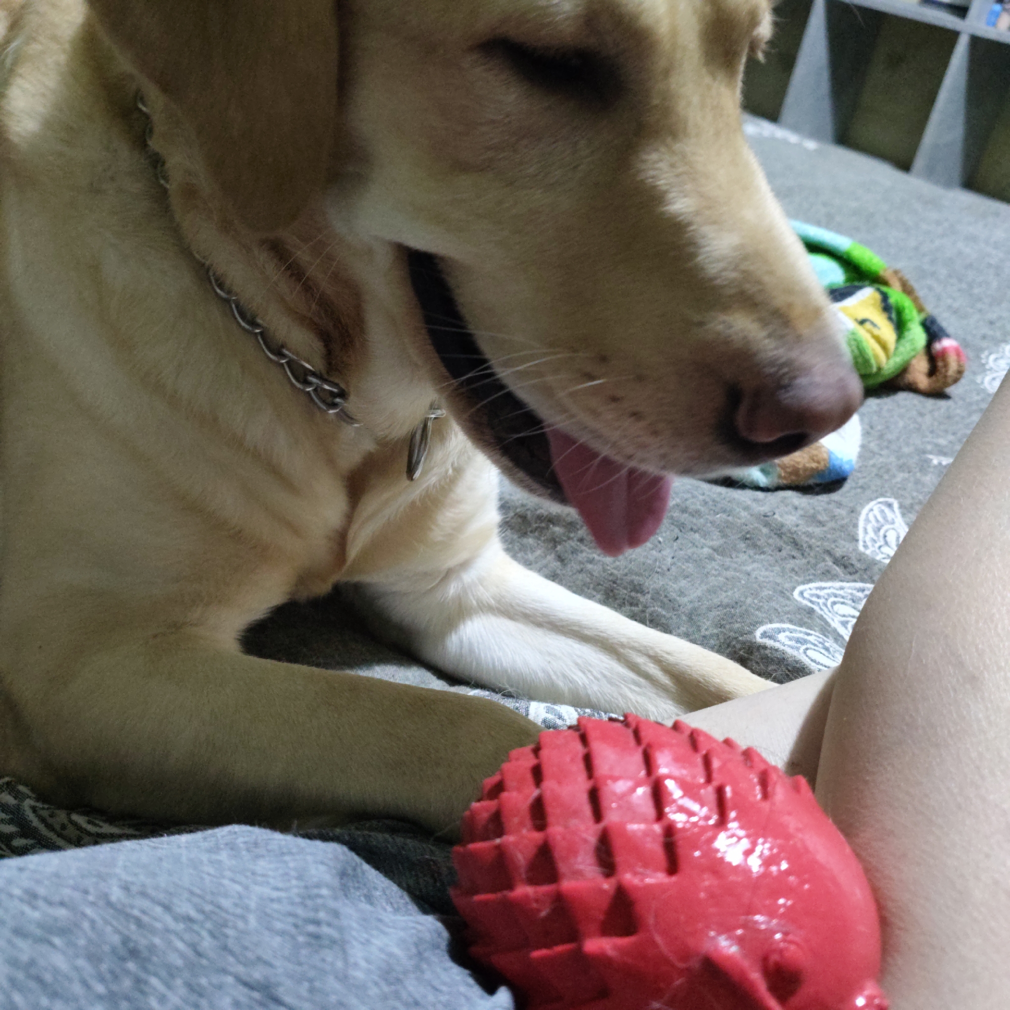 A close-up shot captures a light-colored dog with its mouth open, tongue hanging out, appearing to pant. The dog is wearing a silver chain collar. In the foreground, a bright red, spiky dog toy rests on a gray surface, partially obscuring a person's leg. The background features a textured gray blanket and a blurred bookshelf. The lighting suggests an indoor setting. The specific location within the city of Unknown, Unknown is not discernible from the image.