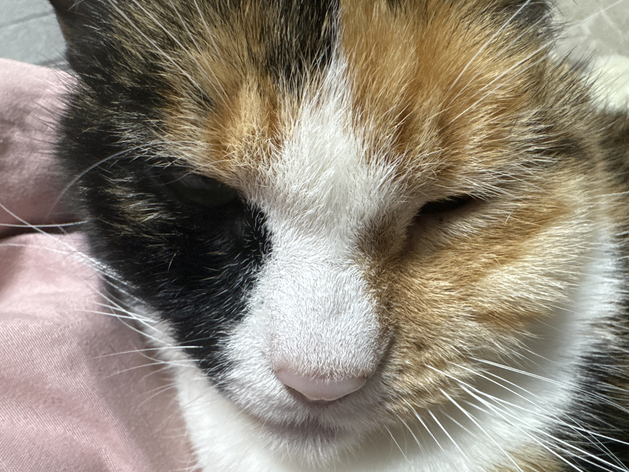 A close-up image focuses on the face of a calico cat. The cat's fur exhibits a mix of black, orange, and white patches. One eye is partially closed, while the other is barely visible. The nose is pink and appears soft. White whiskers sprout from around the cat's muzzle. The background shows a smooth, light pink surface. The location is unknown.