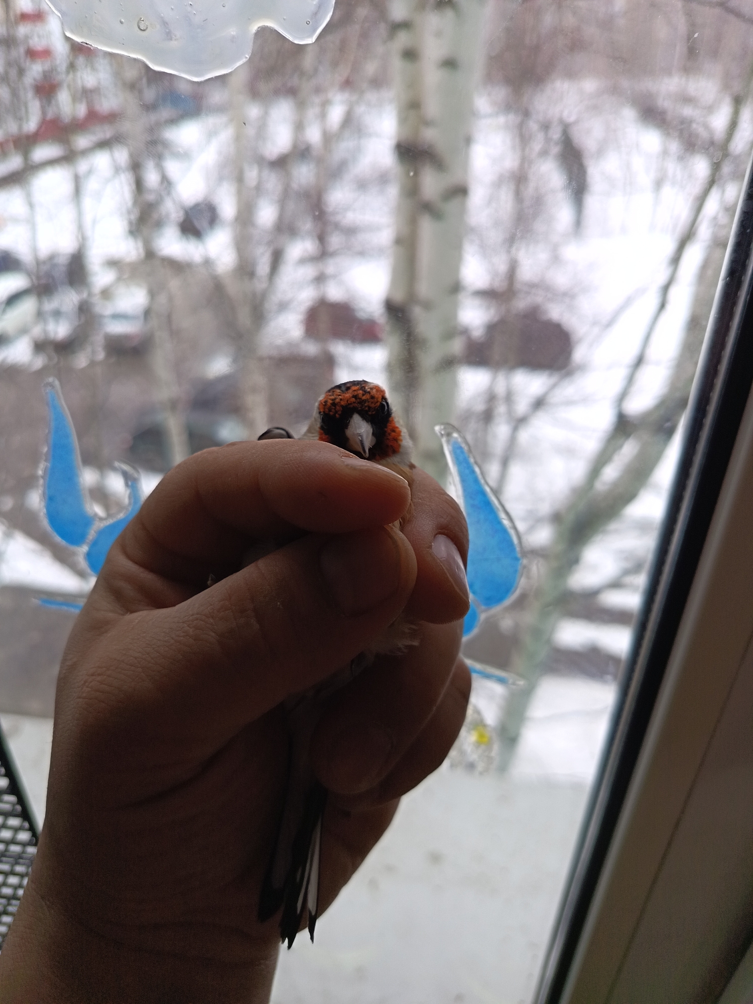 A person is holding a goldfinch in their hand. The bird has a red face, black and white head, and brown back. The bird's tail feathers are visible. In the background is a window, and through the window, a winter scene. Bare trees and snow-covered ground can be seen, with some buildings in the distance. There is a blue bird sticker on the window. Based on the analysis of metadata it's impossible to determine the exact location in Nizhnevartovsk, Russia.