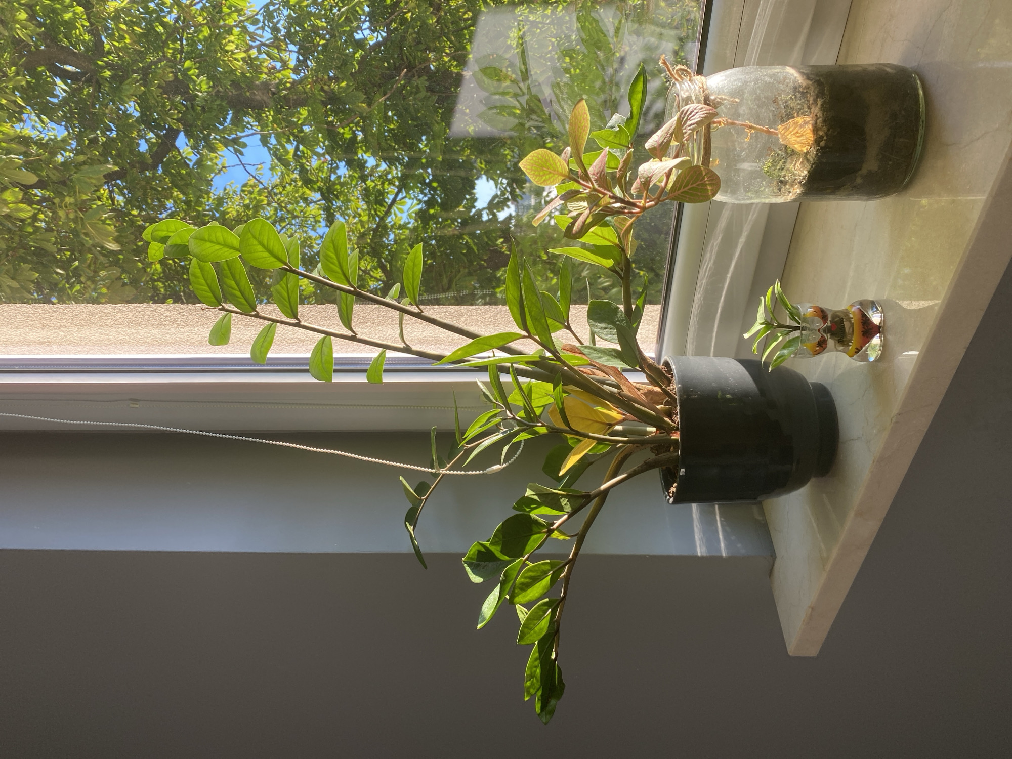 The image shows a close-up of a windowsill with plants, viewed from an indoor perspective looking out a window. Sunlight streams in, casting shadows and highlighting the details of the plants and the window.
In the foreground, a large ZZ plant in a dark grey pot is positioned on the windowsill. Its long, arching stems with glossy green leaves are prominently displayed. Some leaves are a lighter green or slightly yellowed, suggesting new growth or variations in light exposure. A thin white cord, possibly from a window blind, runs across the plant.
To the right of the ZZ plant, on the same windowsill, is a clear glass jar containing soil and a small plant. The jar appears to be a terrarium or a propagated plant in water and soil. Next to it, a small, ornate glass container with colored glass holds a few green sprigs.
The background shows the view through the window. Lush green foliage of trees is visible against a bright blue sky, indicating it is daytime with clear weather. The sunlight suggests it is likely morning or afternoon. The scene is set indoors, with the windowsill providing a surface for the plants. There is no visible text in the image. The overall impression is one of a peaceful, sunlit domestic scene with indoor plants. The location context of Łódź, Poland, suggests this is likely a residential window.