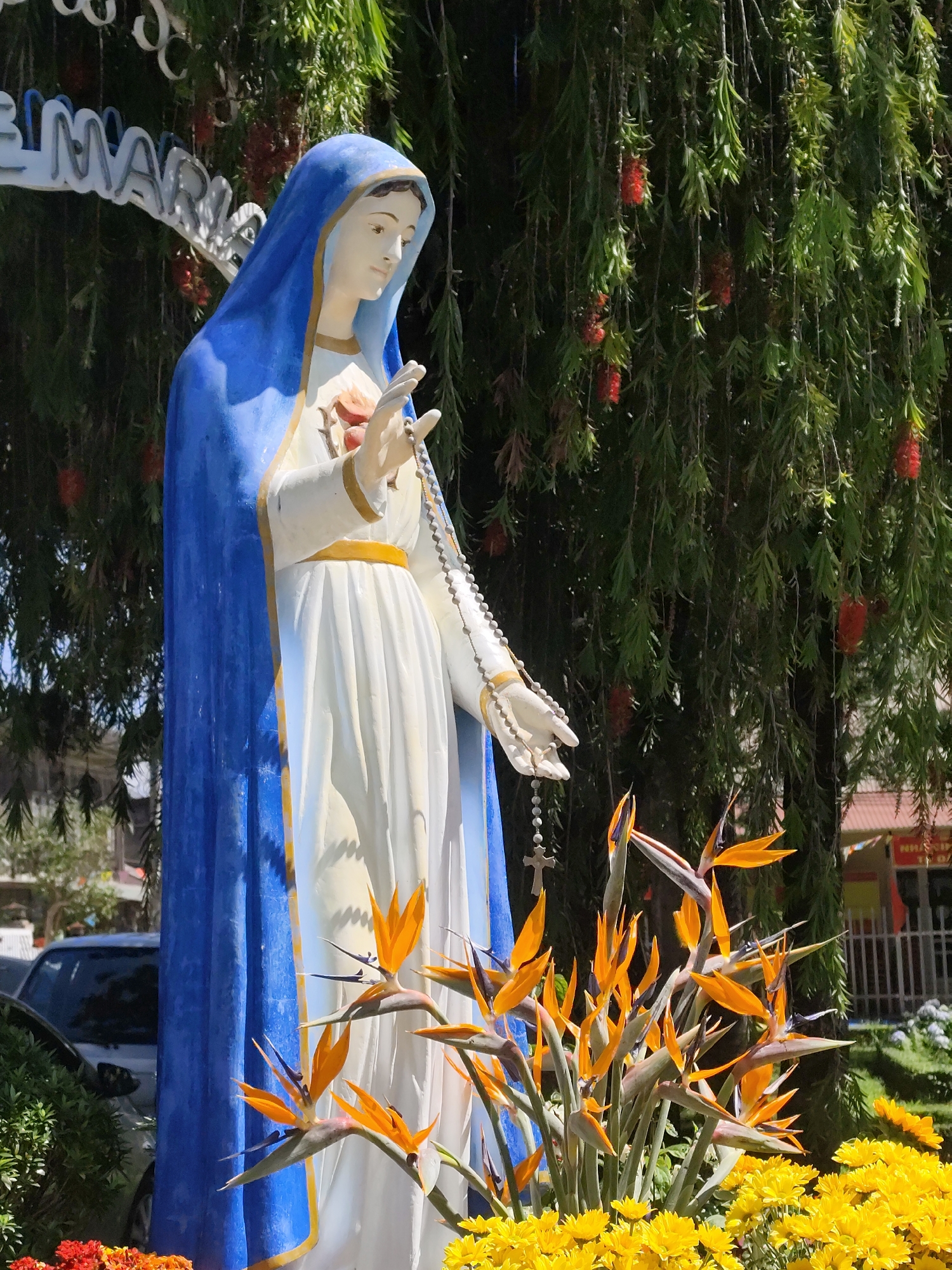 The image displays a statue of the Virgin Mary situated outdoors under bright, sunny daylight, likely in Lạc Dương, Vietnam. The statue, prominent in the center-right, depicts Mary with a serene expression, looking gently downwards. She is clad in a flowing blue mantle draped over a white gown, accented with a golden sash. Her hands are extended forward, with a rosary, ending in a crucifix, draped over her left hand. The Immaculate Heart, aflame and surrounded by thorns, is visible on her chest.
In the foreground, a vibrant floral arrangement enhances the scene. Several striking orange Bird of Paradise flowers (Strelitzia) extend upwards, complementing a dense bed of cheerful yellow chrysanthemums and some reddish-orange flowers at the lower left.
The background features a large tree with weeping, slender green foliage and numerous red, bottlebrush-like flowers, suggesting a Callistemon species. Partially visible in the upper left background is a white metal archway bearing the text "EM MARIA". Out of focus elements in the distant background include parts of buildings and a dark vehicle, hinting at an urban or semi-urban environment. The clear, bright lighting indicates it is daytime. The overall ambiance is one of tranquility and devotion, characteristic of a religious shrine or garden setting.