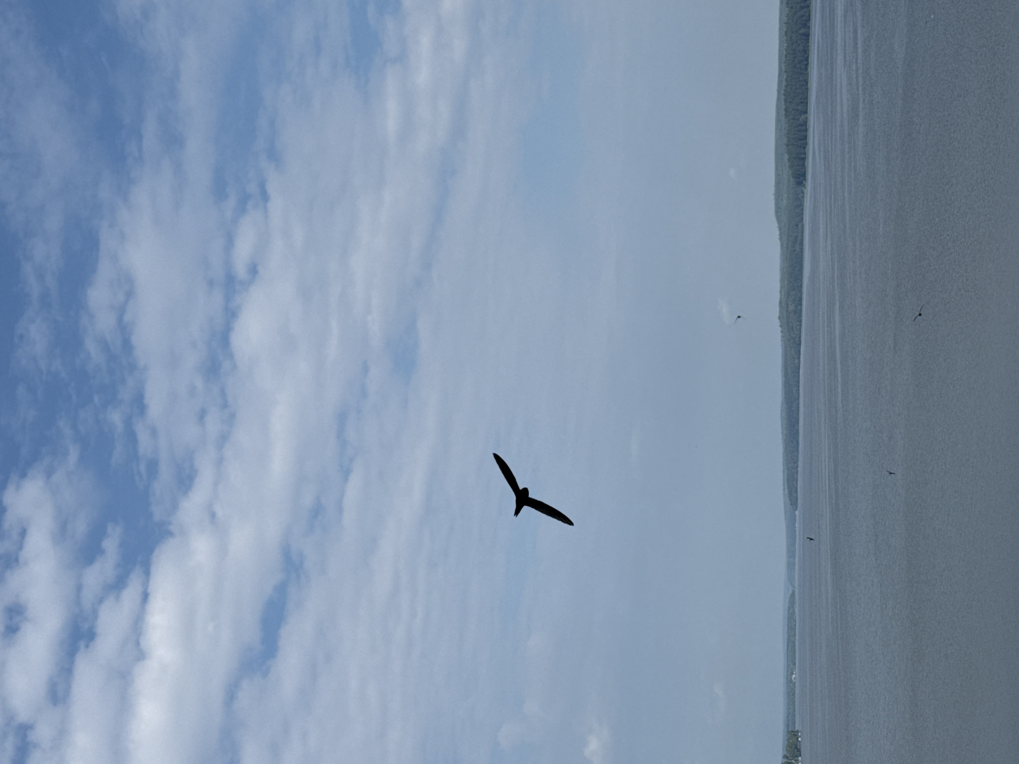 An outdoor, landscape, medium shot captures a vast, tranquil body of water under a partly cloudy sky. The water stretches to the horizon, meeting a distant, tree-lined shore. Several birds are visible in flight across the scene: one prominent silhouette of a bird with outstretched wings soars in the upper left quadrant, and two smaller bird silhouettes are seen over the water in the mid-ground and lower right. The sky is a gradient of light blue with scattered white, wispy clouds. The overall impression is one of a serene natural setting.