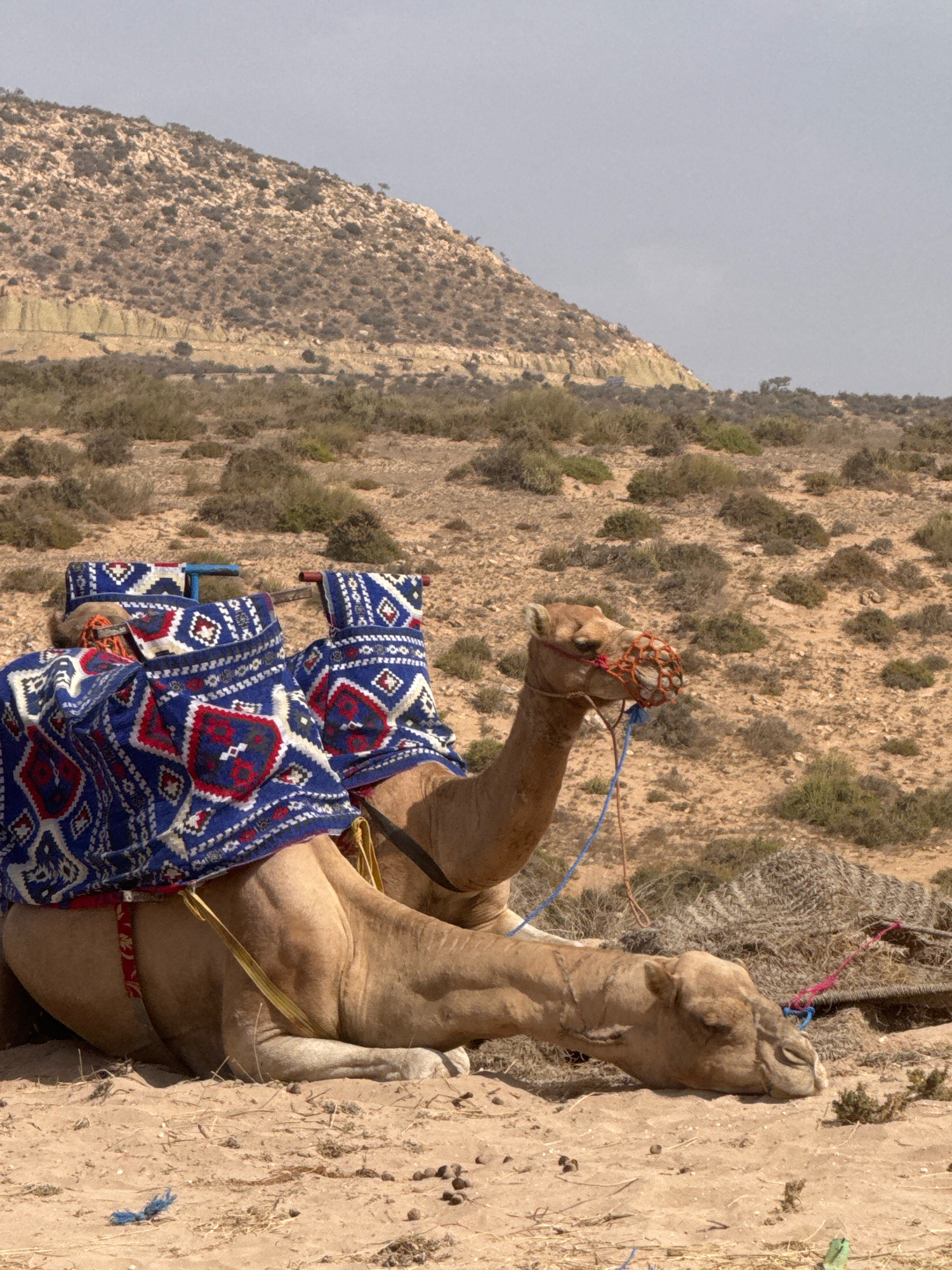 Two camels are resting on sandy ground in a barren, arid landscape near Tamri, Morocco. The camel in the foreground is lying down, with its head resting on the ground. It is adorned with a colorful, patterned blanket. Behind it, another camel is also lying down, its head and neck visible above the blanket. Both camels are equipped with saddles and decorative coverings. The background features a rocky, sparsely vegetated hillside under a hazy sky. The overall scene depicts a typical tourist setting in a desert region.