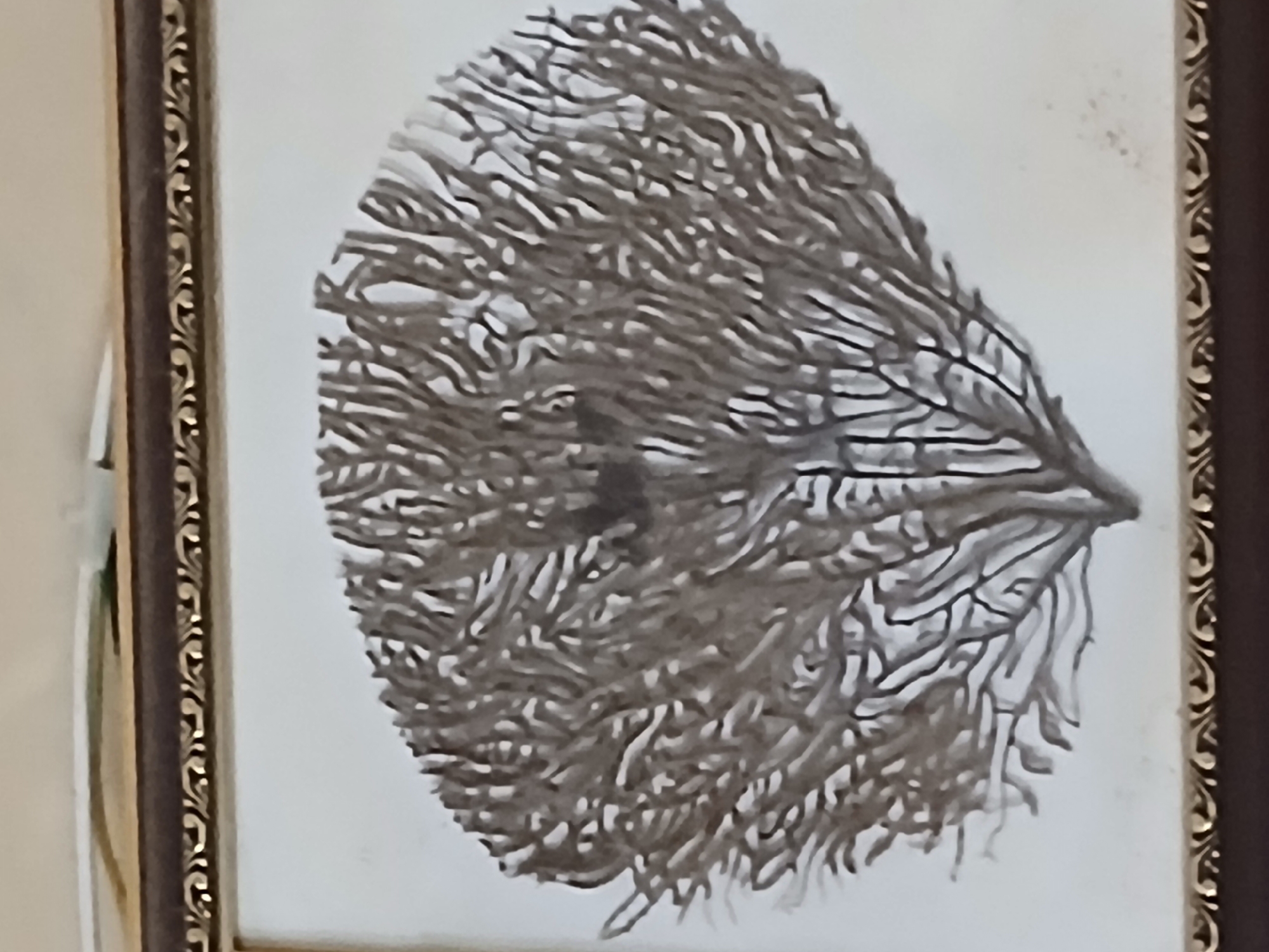 A framed print, likely of a branching coral or similar organic structure, hangs against a light-colored wall. The print has a white background, and the organic structure is depicted in shades of grey and black. The frame is ornate, with a dark brown interior and a gold, decorative outer edge. The location, Bengaluru, India, cannot be determined from the image. No people, specific actions, interactions or environments are visible beyond the immediate wall space.