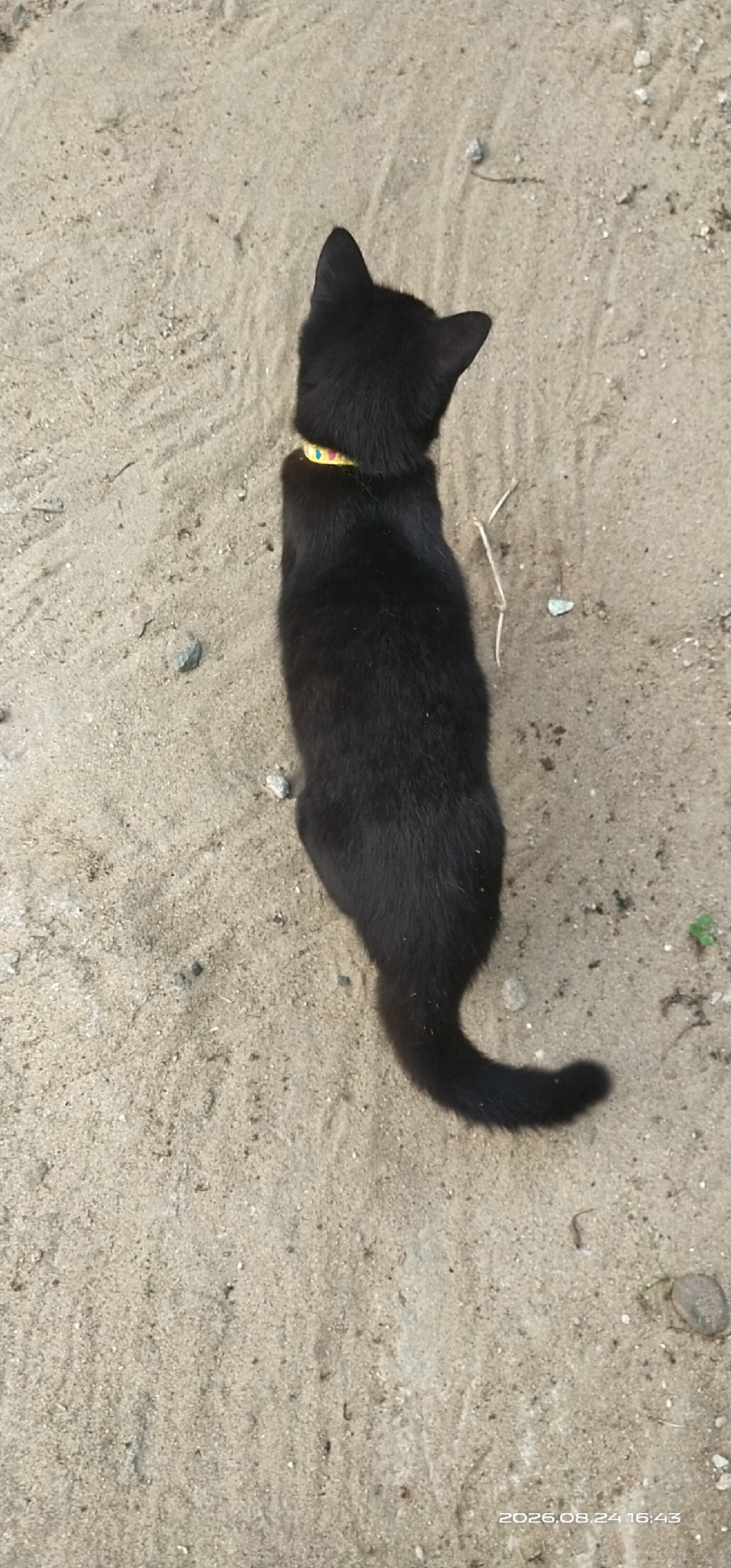 A black cat wearing a yellow collar with colorful geometric patterns stands on a sandy surface. The cat is positioned in the center of the frame, facing away from the camera. The sandy ground appears to be a dirt path or an outdoor area, with scattered small pebbles and dried plant matter visible. The overall lighting suggests it is daytime. The location is identified as Matabu, Indonesia.