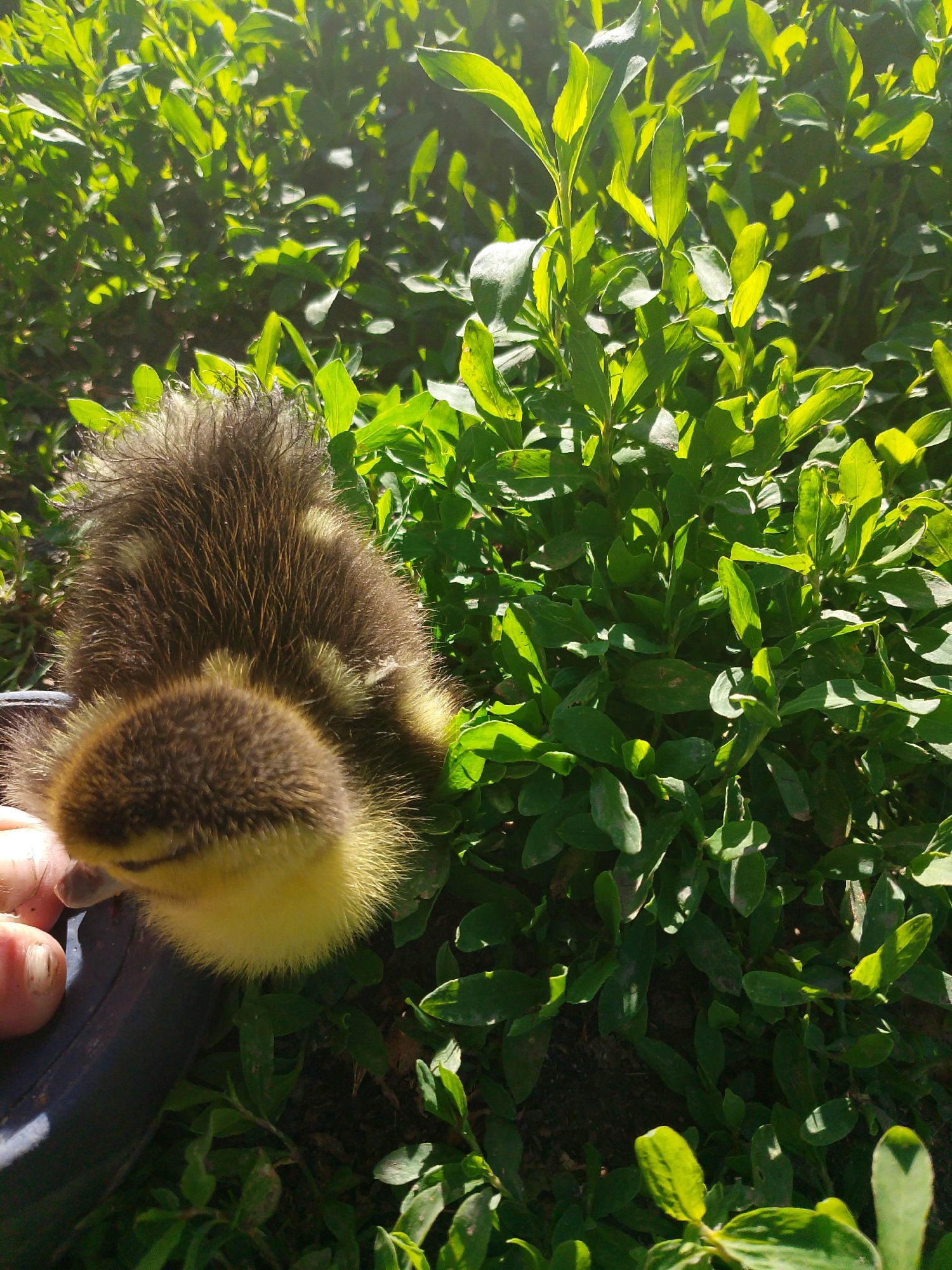 A duckling with brown and yellow down rests against a blue object in an outdoor setting filled with green vegetation. A human hand is visible near the duckling. The location is Unknown, Unknown.