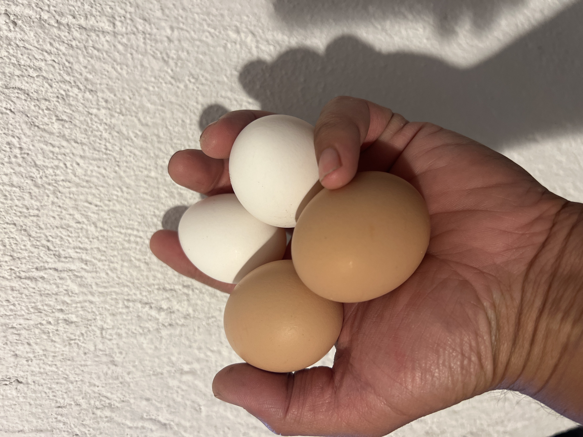A hand is holding four eggs against a textured white wall. Two of the eggs are light brown, and two are white. The hand is in the process of gripping the eggs, with fingers curved around them. The background wall has a rough, stucco-like texture and is casting a shadow from the hand and eggs. The image is a close-up shot, focusing on the hand and eggs. There is no visible indication of the location in Ravna Gora, Bulgaria.