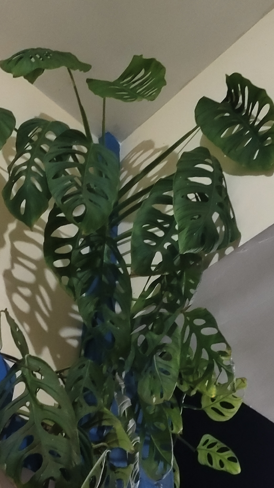 The image shows a close-up of a Monstera adansonii plant with its characteristic fenestrated leaves. The plant is supported by a blue stake and is positioned in a corner where two walls meet. The lighting suggests an indoor setting, possibly a home or a shop in Malang, Indonesia. The shadows cast by the leaves on the wall indicate a light source from the side. There are no people or specific identifiable objects that would pinpoint the exact location in Malang, Indonesia. The environment is plain, with a cream-colored wall.