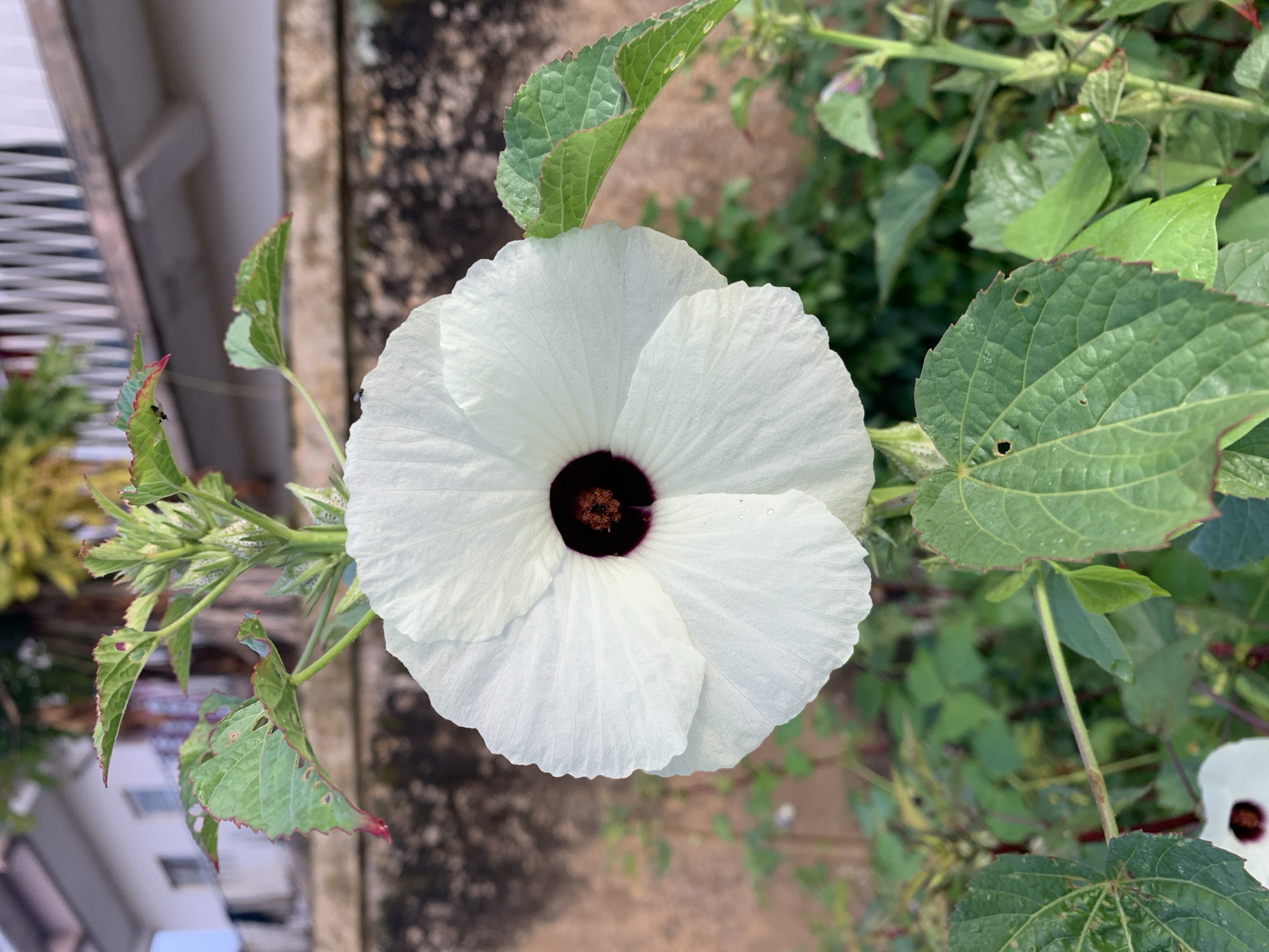 A close-up, eye-level shot captures a large, white hibiscus flower with a dark red center, blooming in what appears to be an outdoor garden in Rafin Par, Nigeria. The flower's petals are delicate and slightly ruffled, with fine veins visible. The dark center is deep and textured, hinting at the reproductive parts of the flower. Surrounding the bloom are vibrant green leaves, some of which have small holes or imperfections, suggesting natural weathering or insect activity. The leaves are lobed and serrated along the edges, with a few showing reddish-purple tinges. In the background, a textured, light brown wall creates a rustic backdrop, partially obscured by more foliage. Above the wall, a white building with a railing and a white, slatted structure is visible, along with the suggestion of a tree with yellowing leaves. The lighting suggests it is daytime, with soft natural light illuminating the scene. The overall impression is one of natural beauty and a tranquil outdoor setting within the Nigerian landscape.