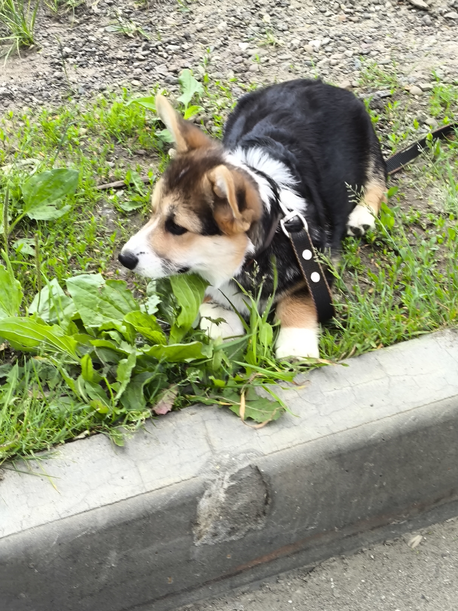 A tri-color dog, consistent with a Corgi or Corgi mix, is depicted low to the ground, possibly crouching or lying, with its front paws extended. The dog exhibits a black back, tan-brown fur on its head and lower legs, and white markings on its chest, neck, and paws. A black collar with white studs and a silver-toned buckle is visible on its neck, from which a black leash extends to the right, mostly out of frame. The dog's head is turned left, with its snout positioned near a dense cluster of broad, green leaves, consistent with plantain, suggesting an act of sniffing or investigation. The immediate ground cover consists of green grass and the aforementioned plantain plants. In the foreground, a concrete curb runs horizontally, showing a lighter gray top surface with visible cracks and a darker, weathered gray vertical face. Below the curb is a dark, granular surface resembling asphalt or gravel. The background reveals sparse grass transitioning to an area of loose gravel and soil. No specific visual cues are present in the image to confirm the location as Izhevsk, Russia; the environment is generic to an outdoor urban or semi-urban setting.