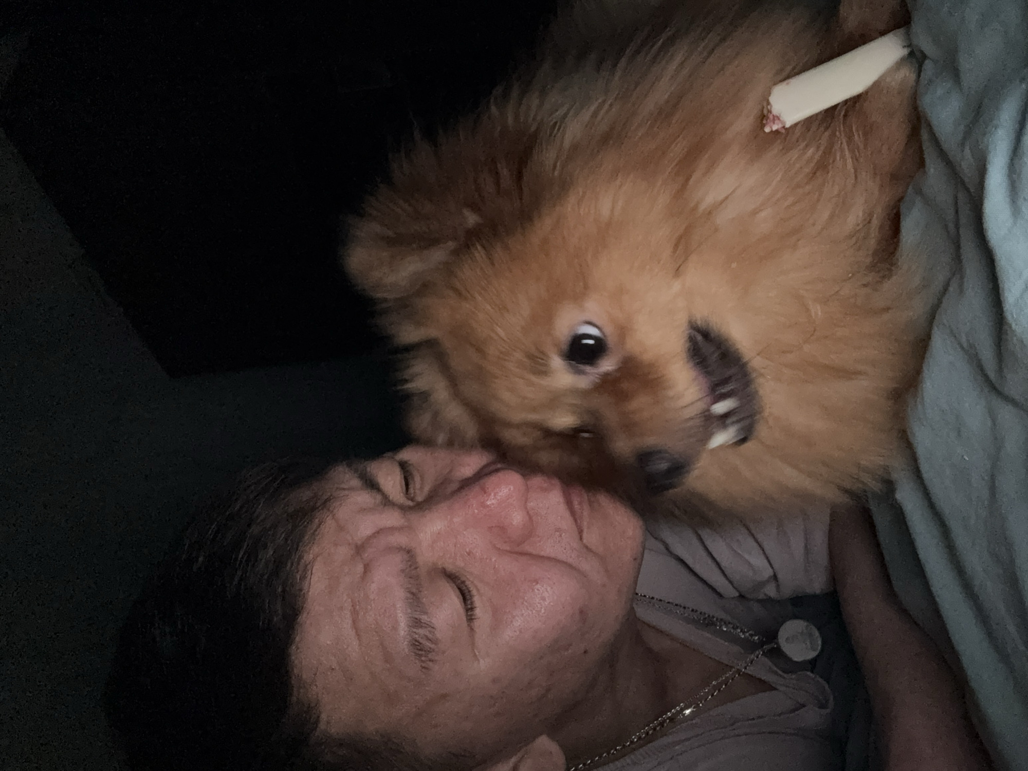 A brown Pomeranian dog is lying on a person's face. The person's eyes are closed. The dog appears to have a chew toy in its mouth. The location is not discernible from the image.