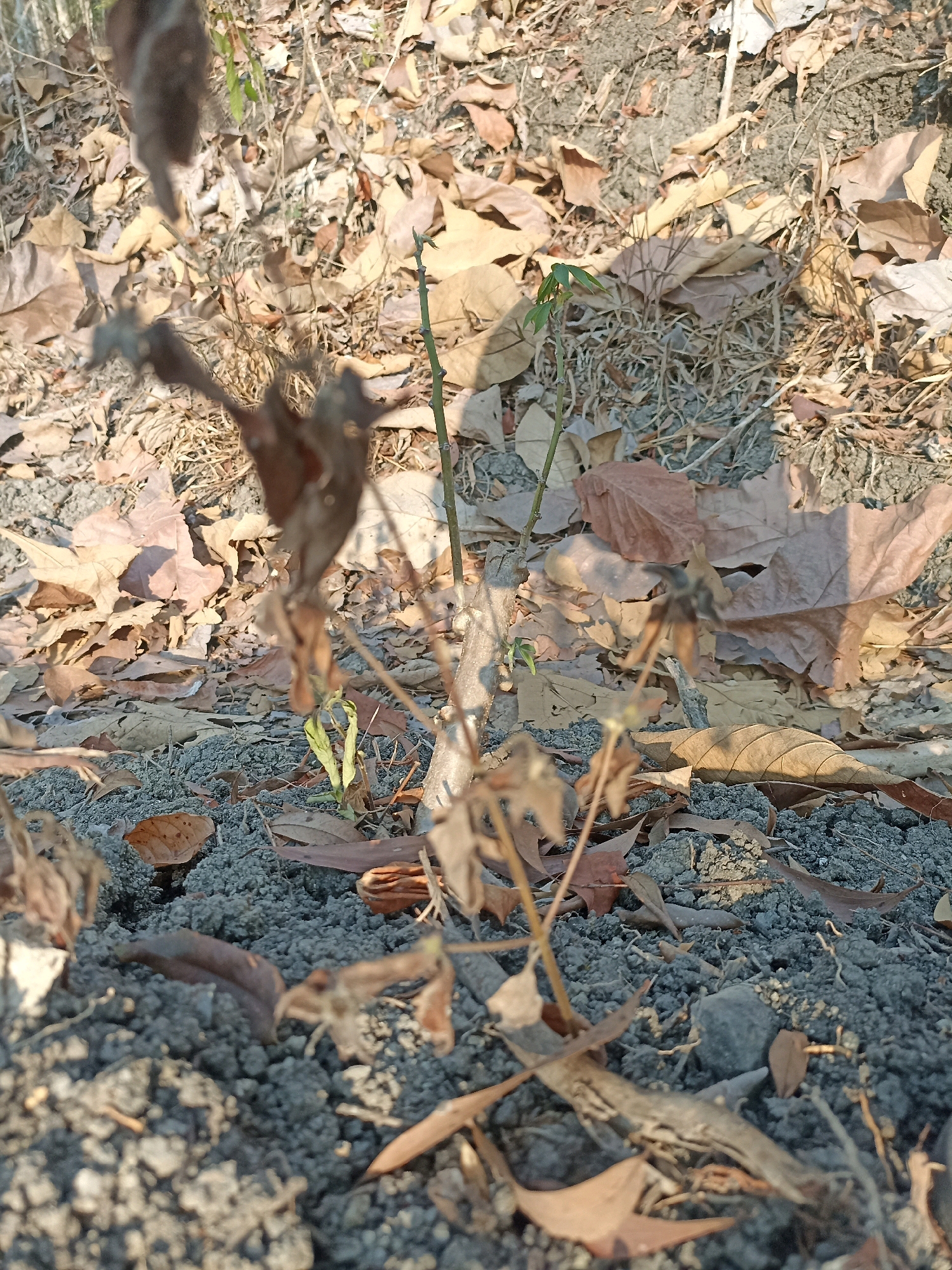 The image shows a close-up view of dry leaves scattered on dark soil. A thin green sprout is emerging from the soil in the center of the frame, with bare branches from what appears to be a dead or dormant plant extending upwards and to the sides. The lighting suggests it is daytime, with shadows cast by unseen objects or the sprout itself. The background is blurred, showing more dry leaves and soil. There are no people or animals visible in the image. The scene is natural and appears to be an outdoor setting, possibly in a garden or uncultivated area. The specific location of Widoro, Indonesia, is not depicted or inferable from the visual information provided in the image.
